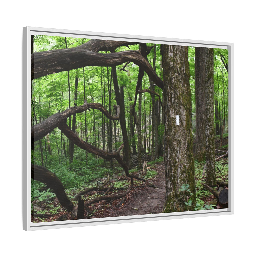 Framed Appalachian Trail Forest Canvas Print