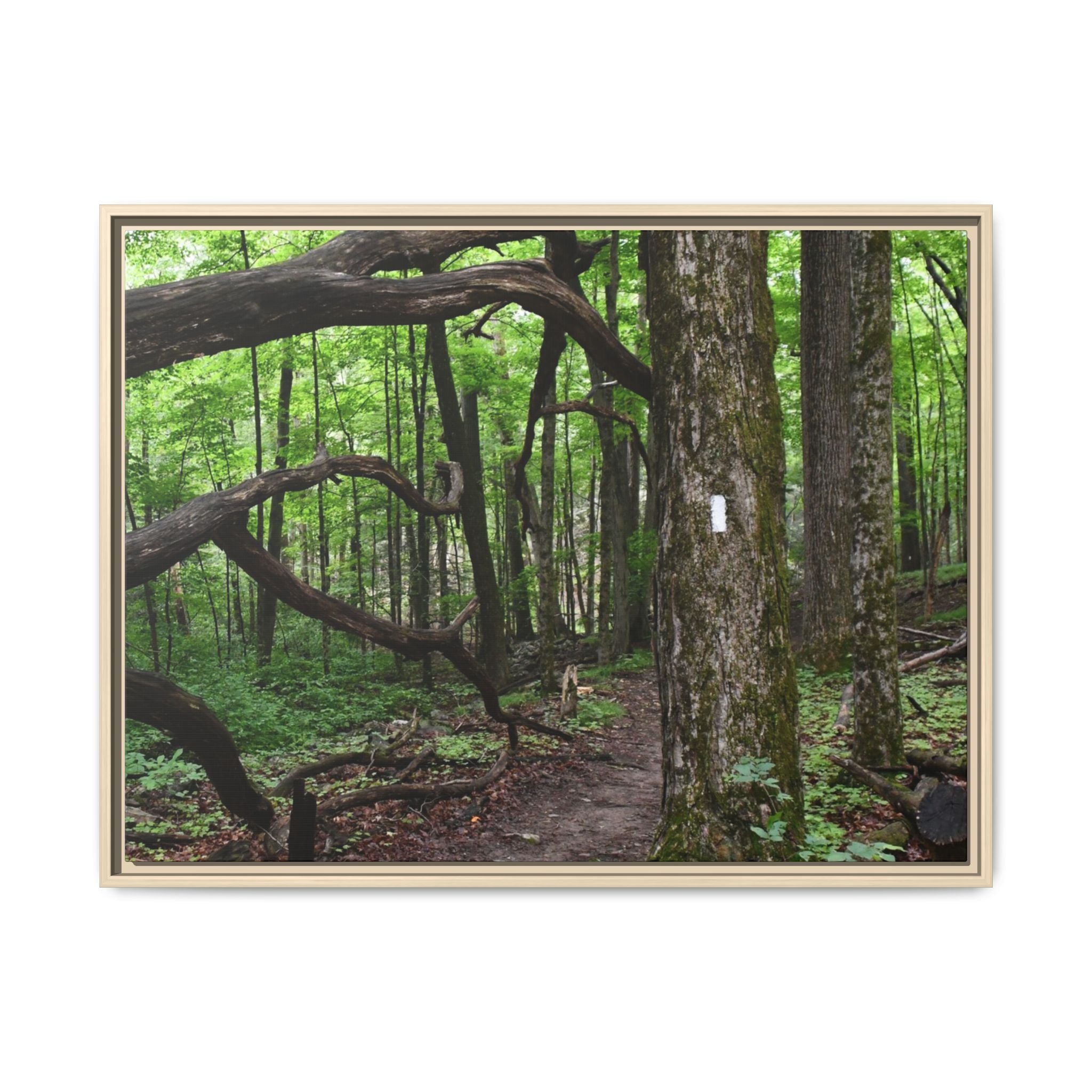 Framed Appalachian Trail Forest Canvas Print