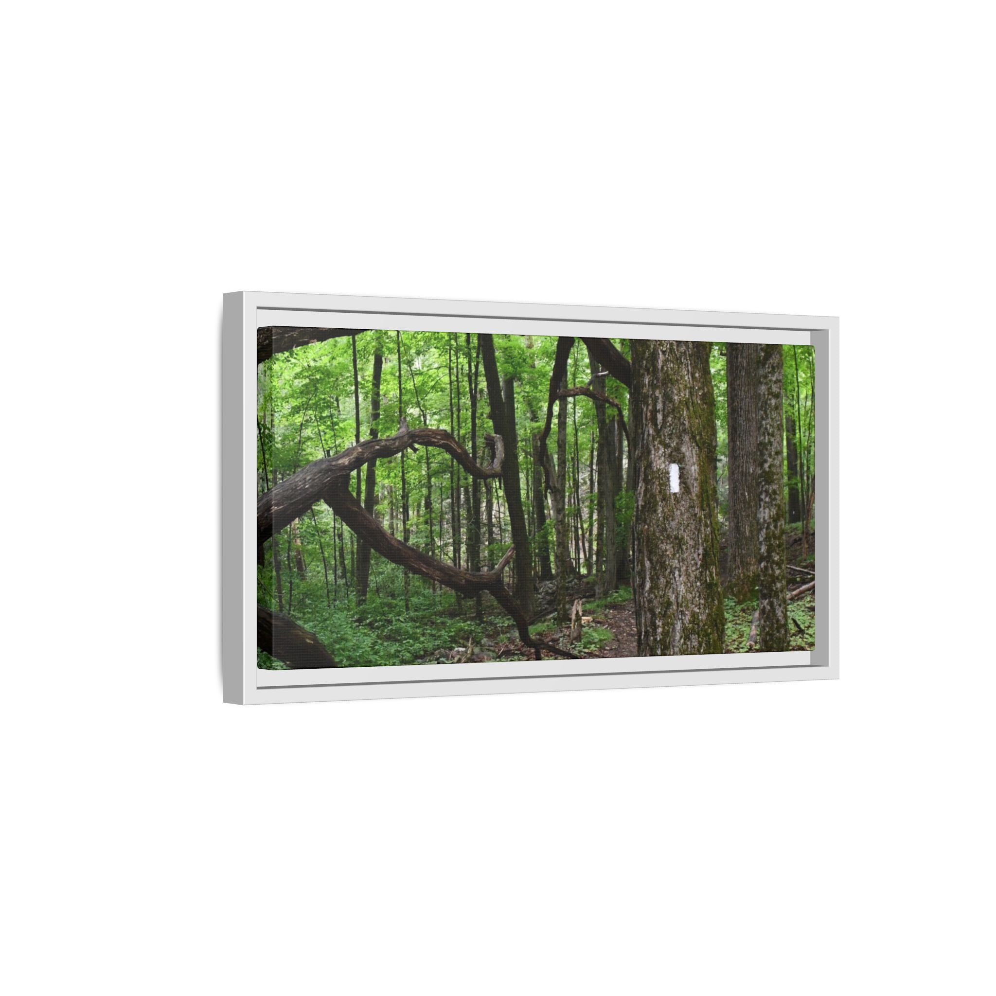 Framed Appalachian Trail Forest Canvas Print