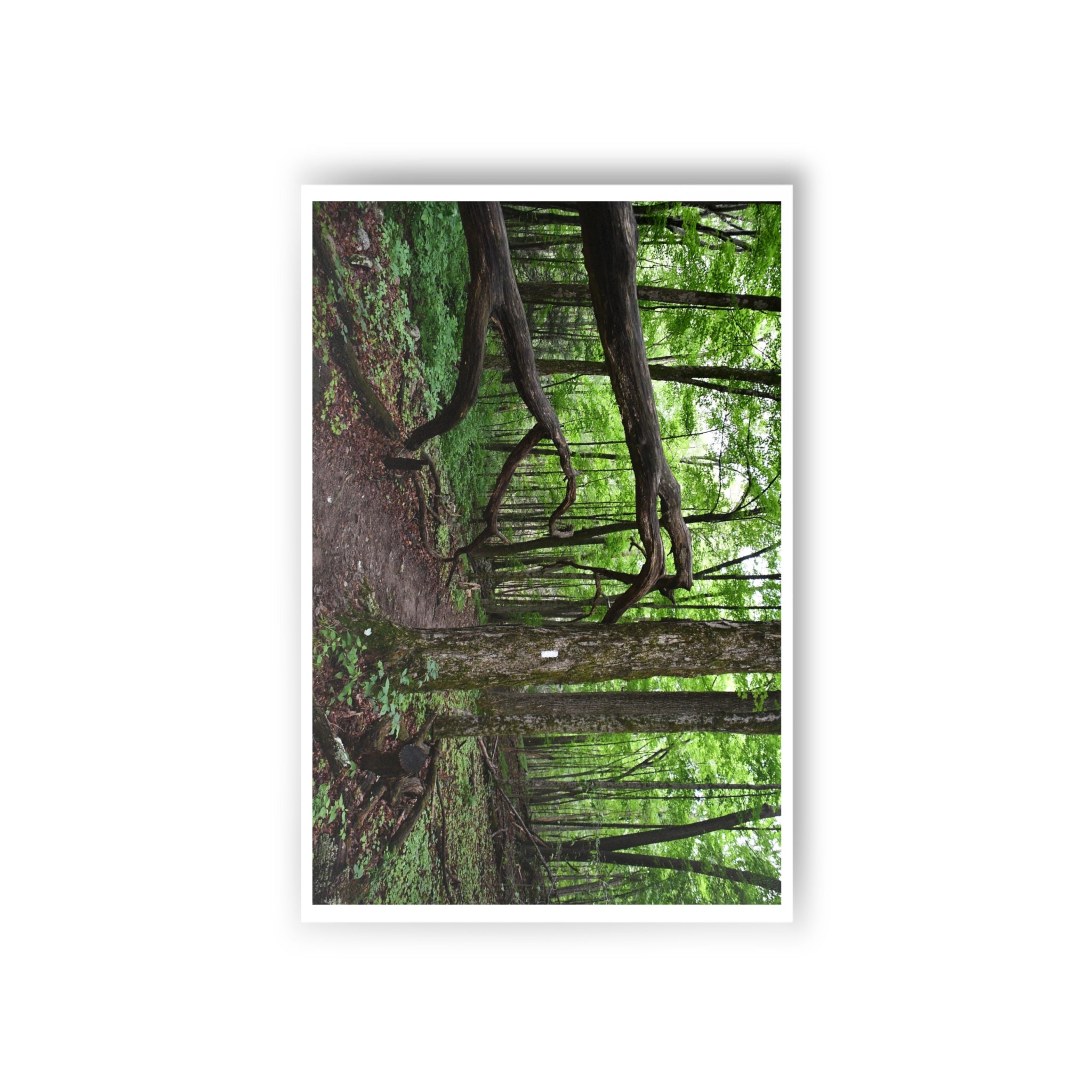 Appalachian Trail Blaze Postcard (10 ct)