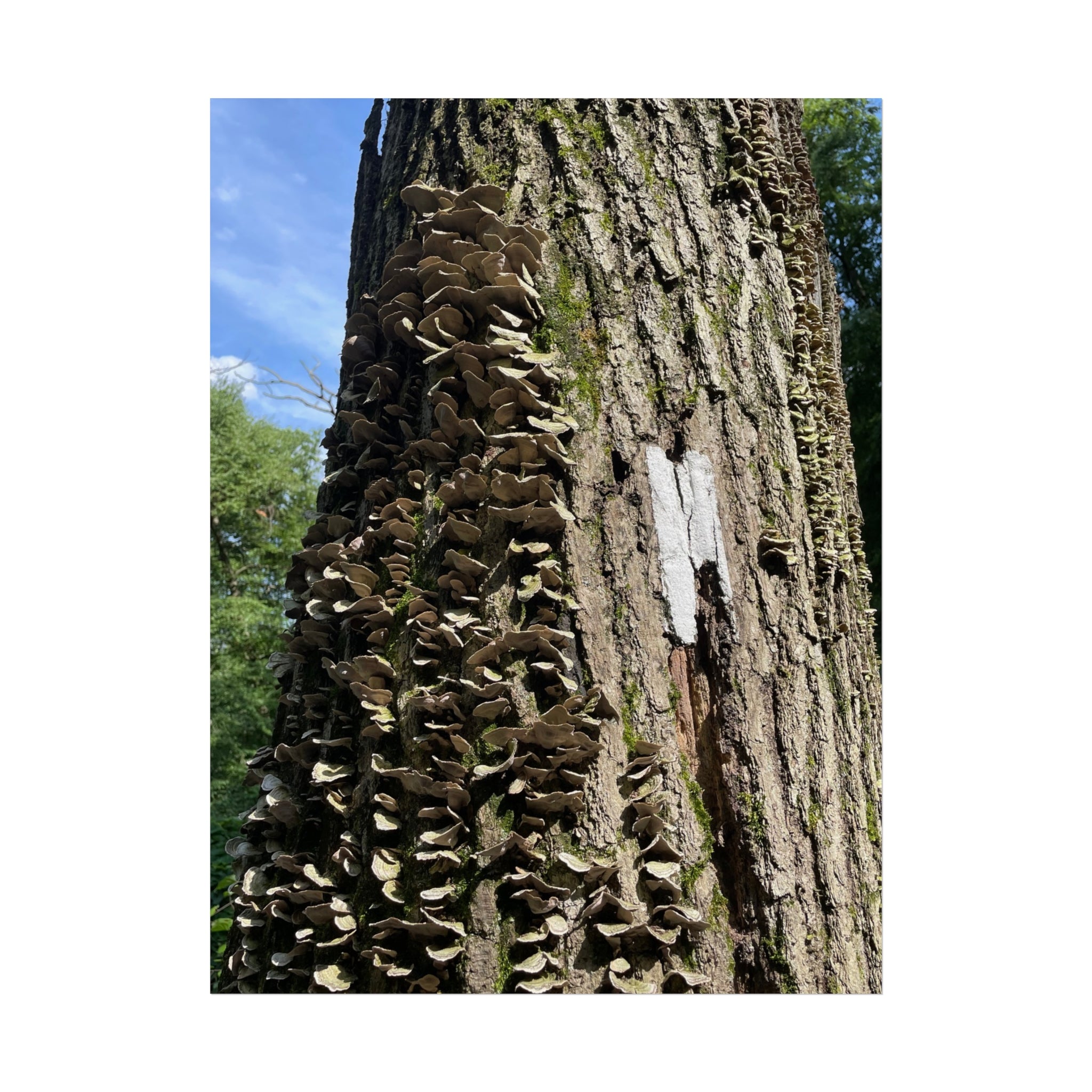 Appalachian Trail Blaze Poster (Multiple Sizes)