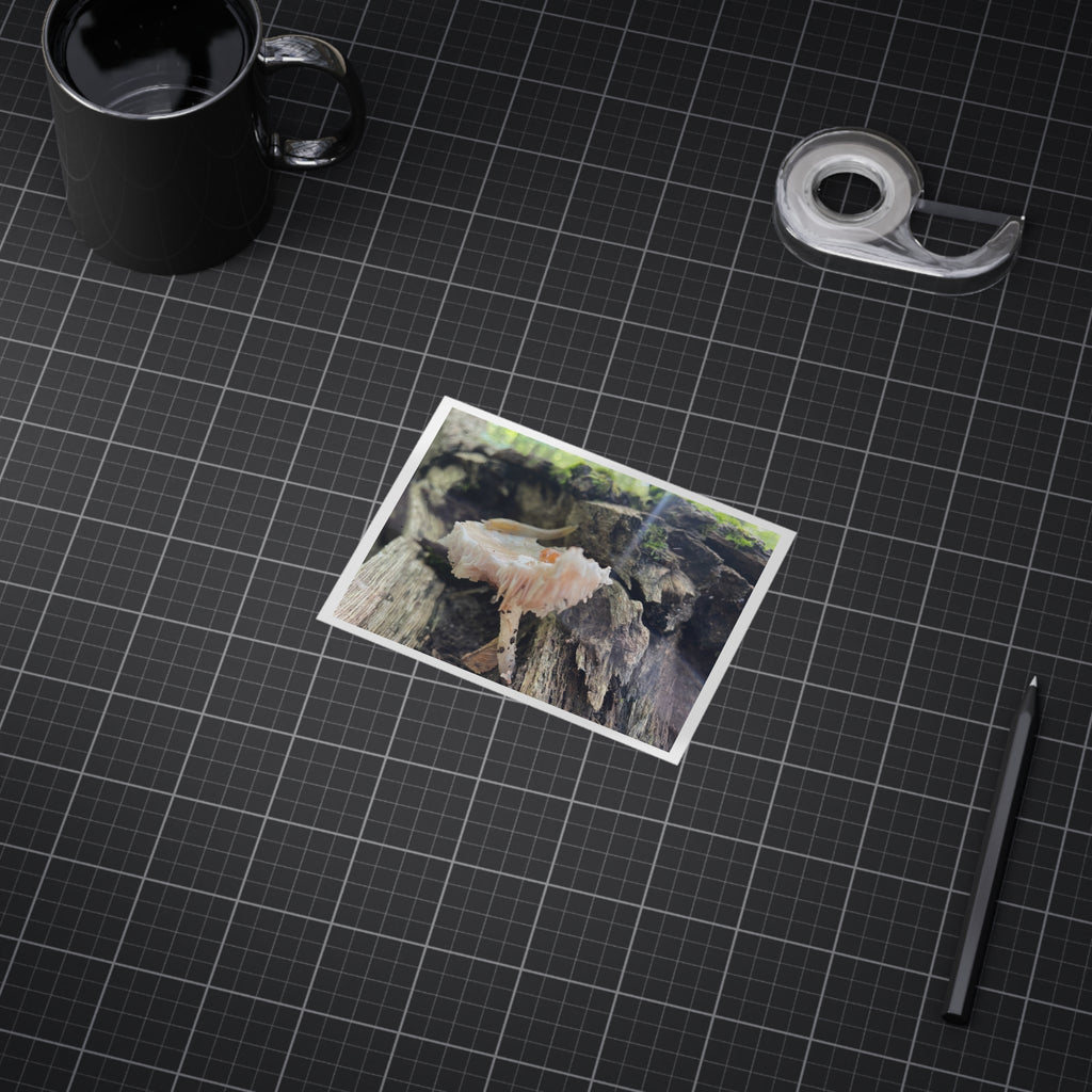 "Hidden Mushroom" Photo Print