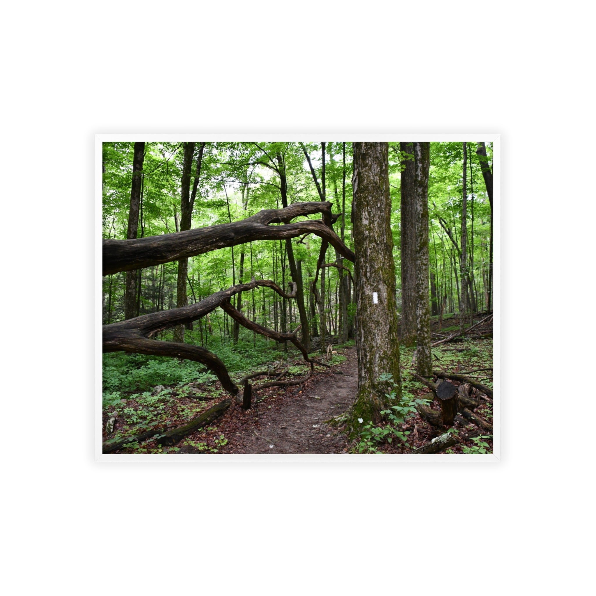Appalachian Trail Blaze Framed Poster