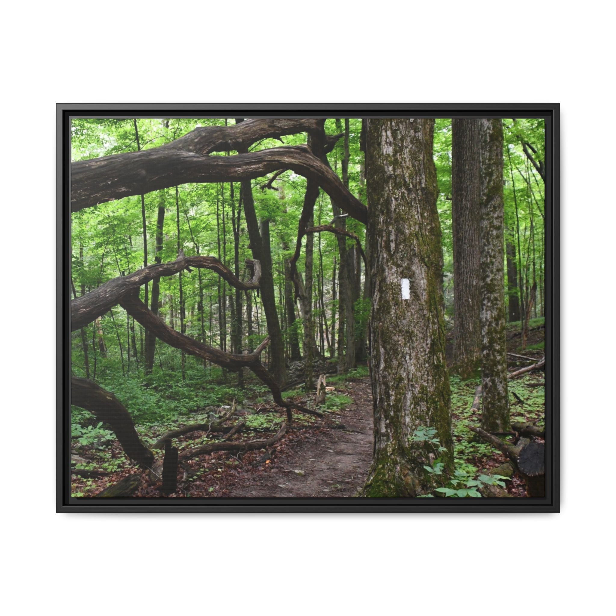 Framed Appalachian Trail Forest Canvas Print
