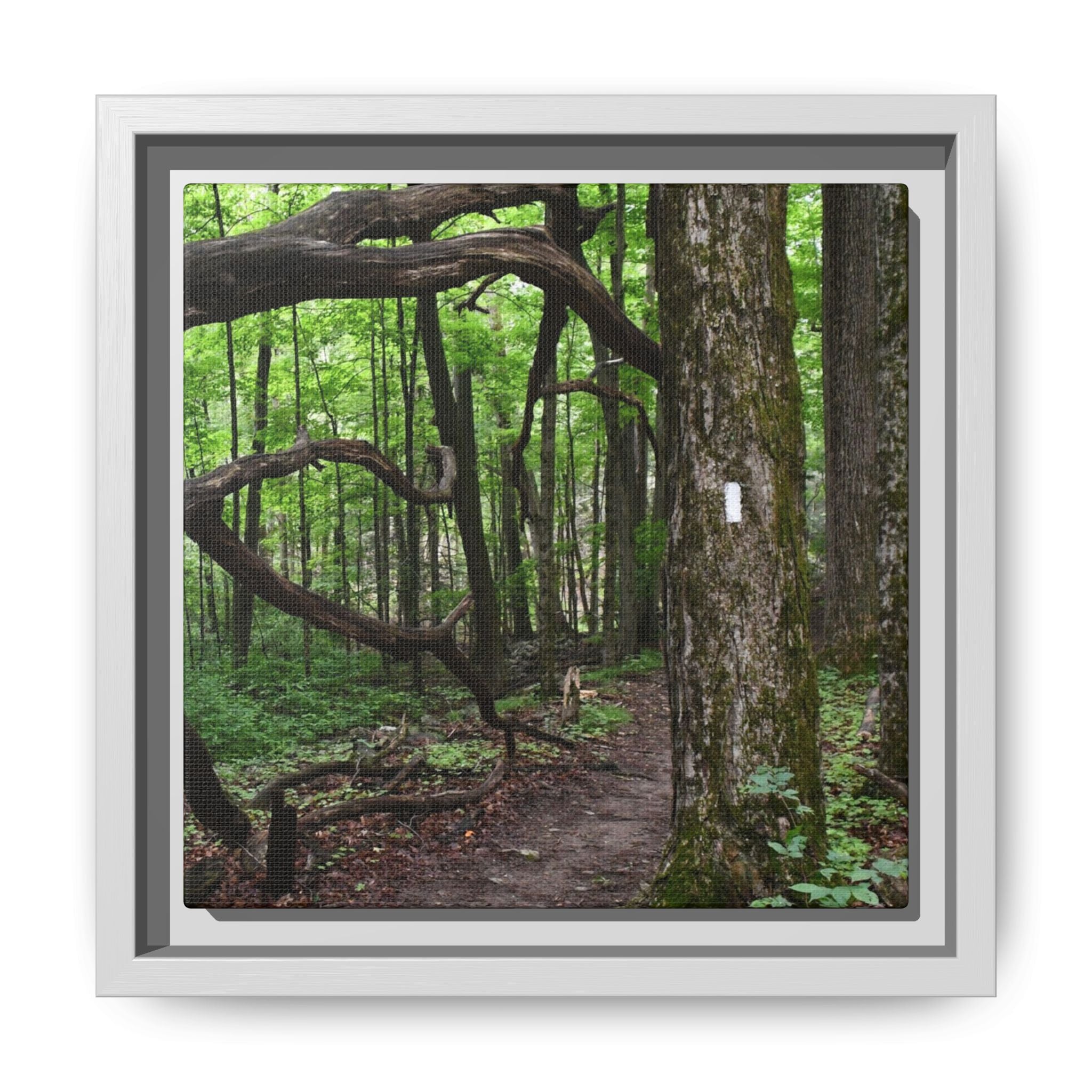 Framed Appalachian Trail Forest Canvas Print