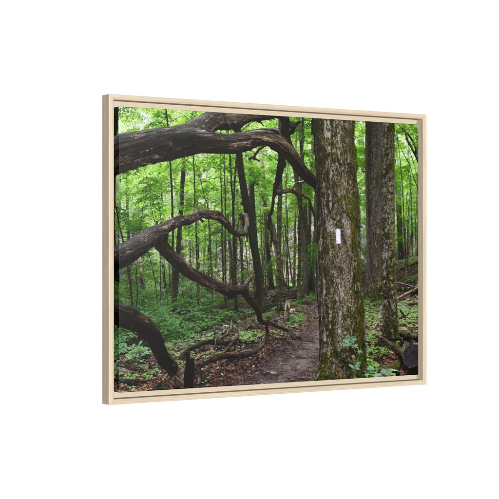 Framed Appalachian Trail Forest Canvas Print