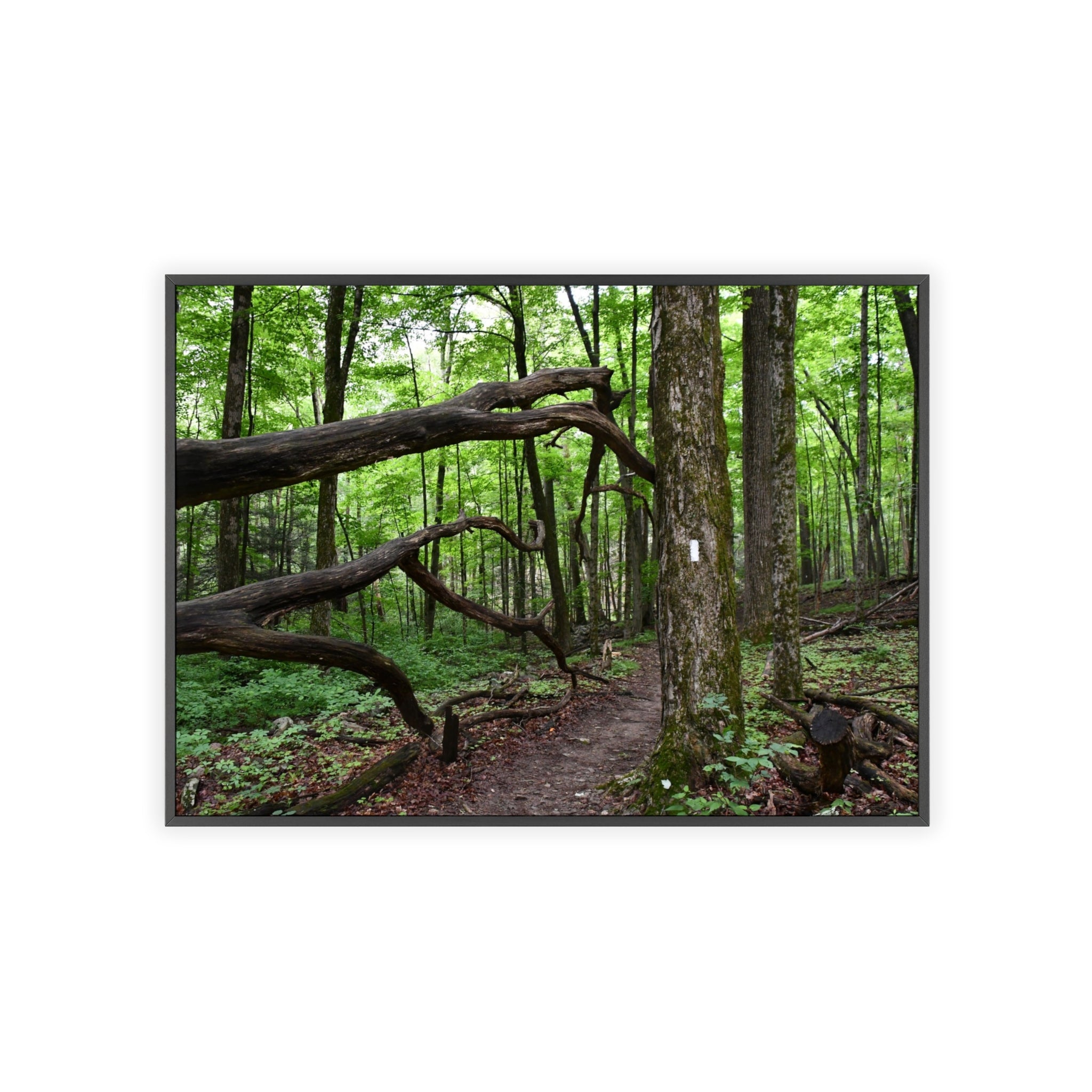 Appalachian Trail Blaze Framed Poster