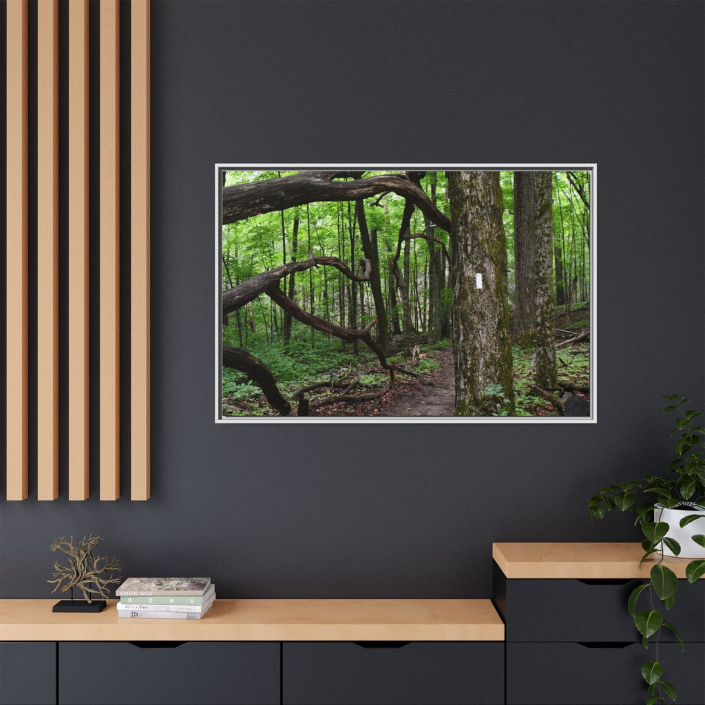 Framed Appalachian Trail Forest Canvas Print