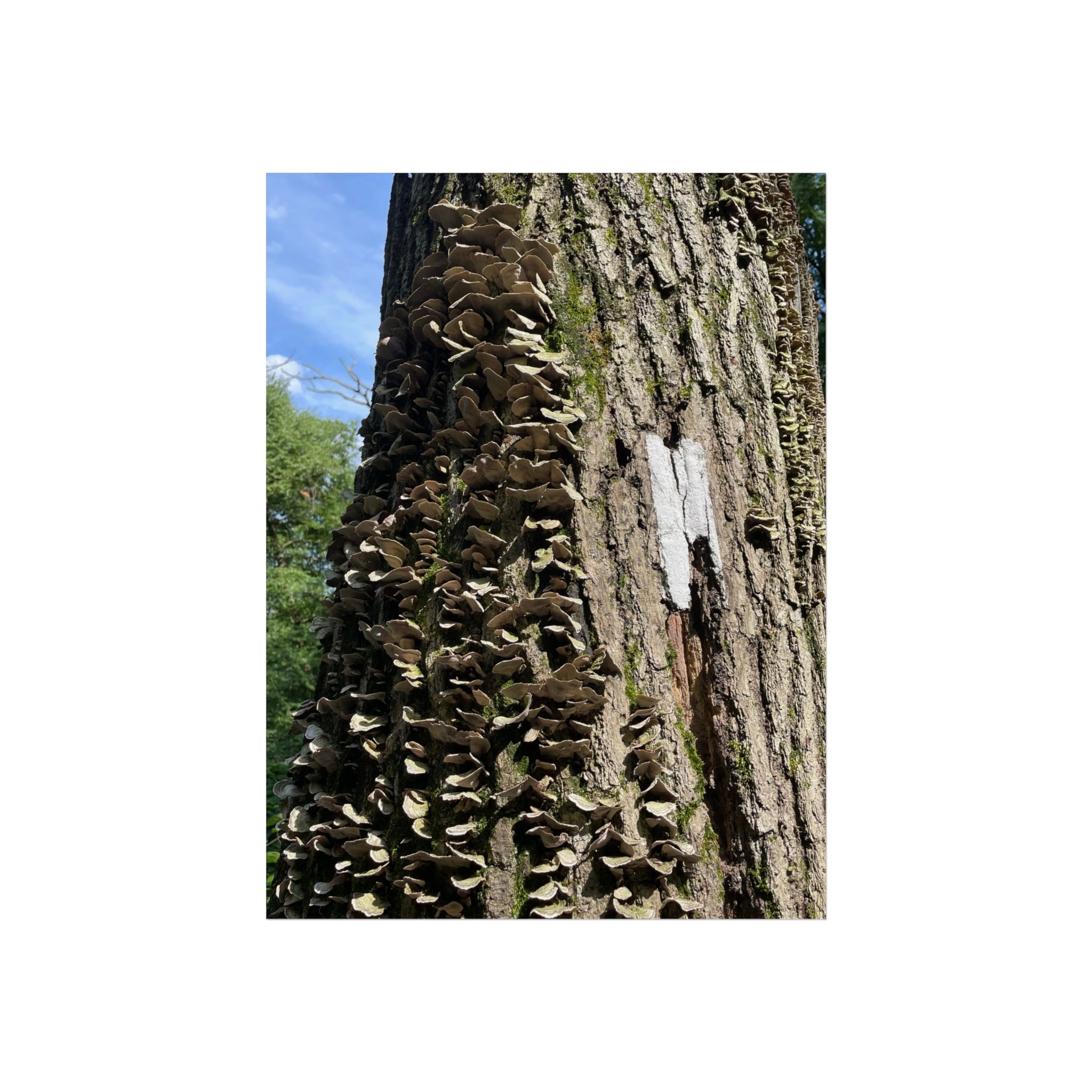 Appalachian Trail Blaze Poster (Multiple Sizes)