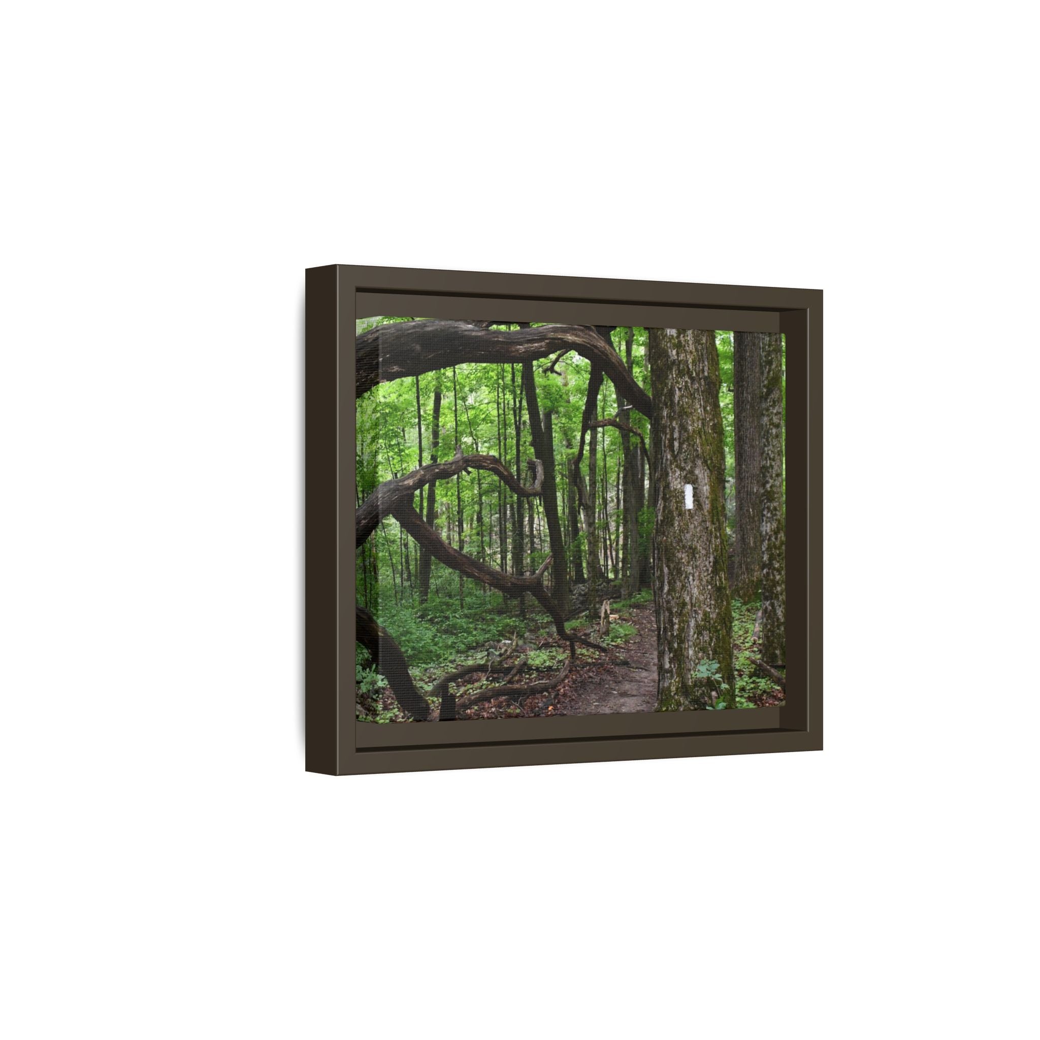 Framed Appalachian Trail Forest Canvas Print