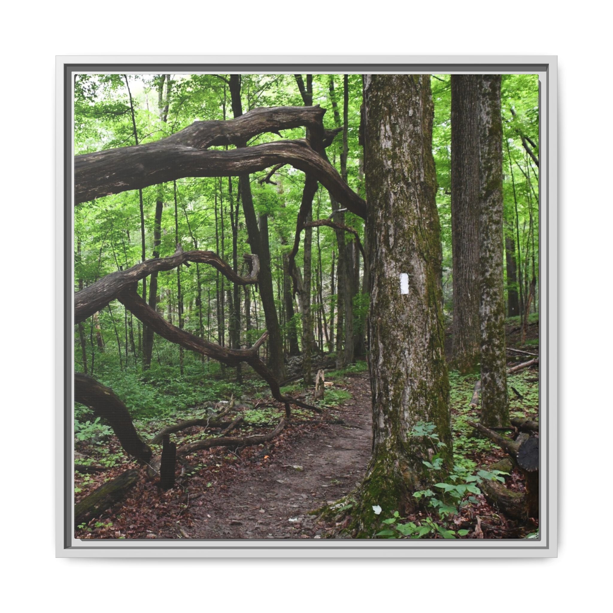 Framed Appalachian Trail Forest Canvas Print