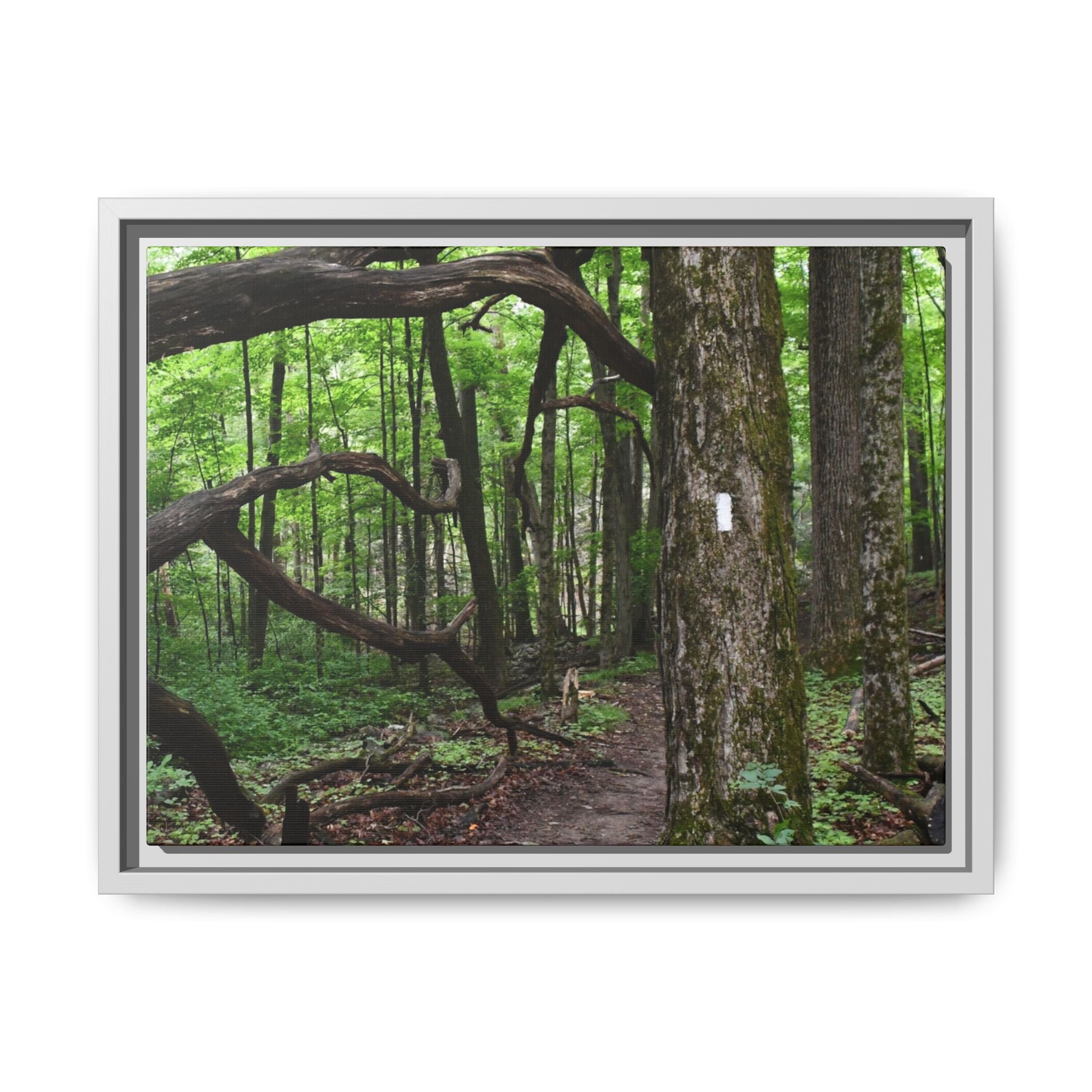 Framed Appalachian Trail Forest Canvas Print