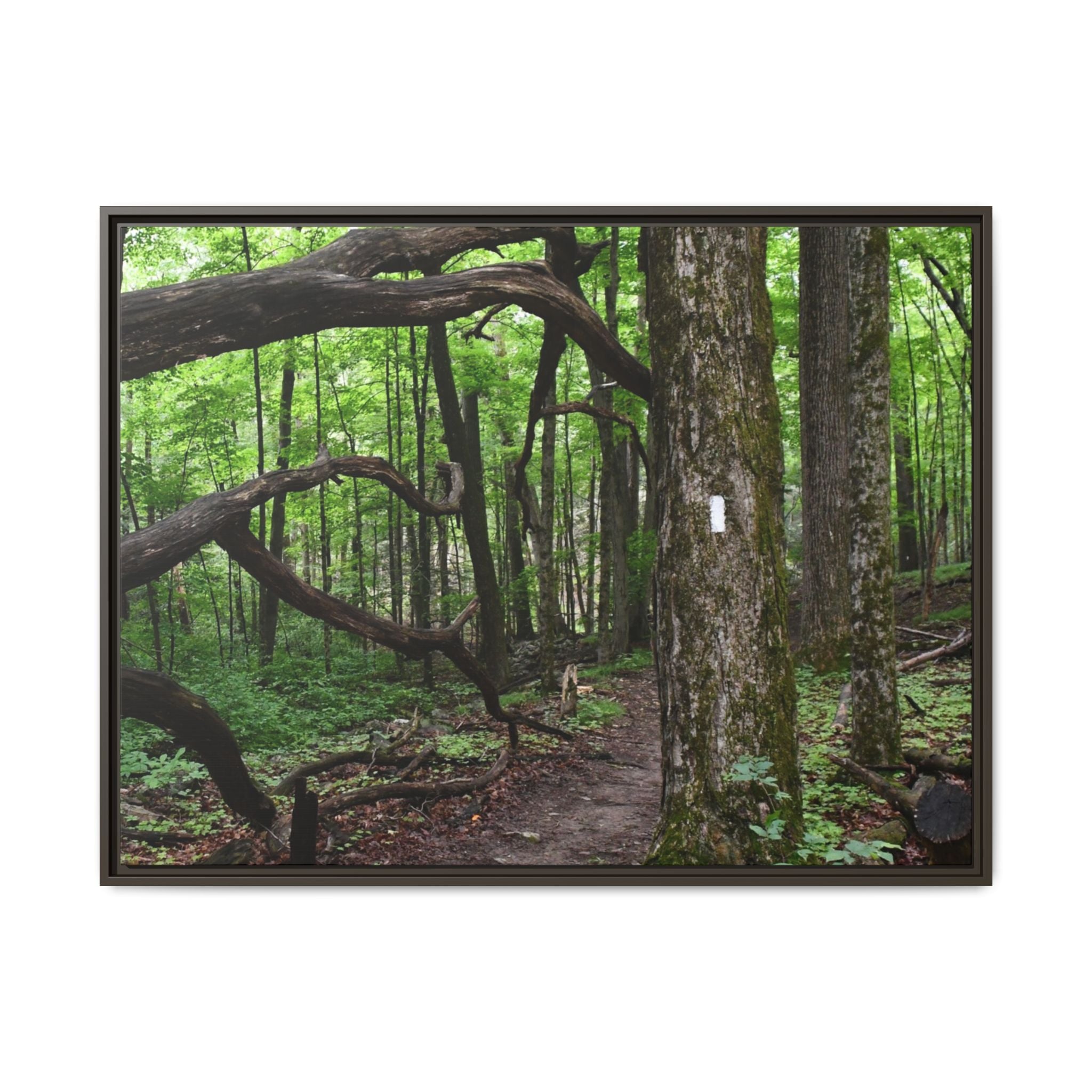 Framed Appalachian Trail Forest Canvas Print