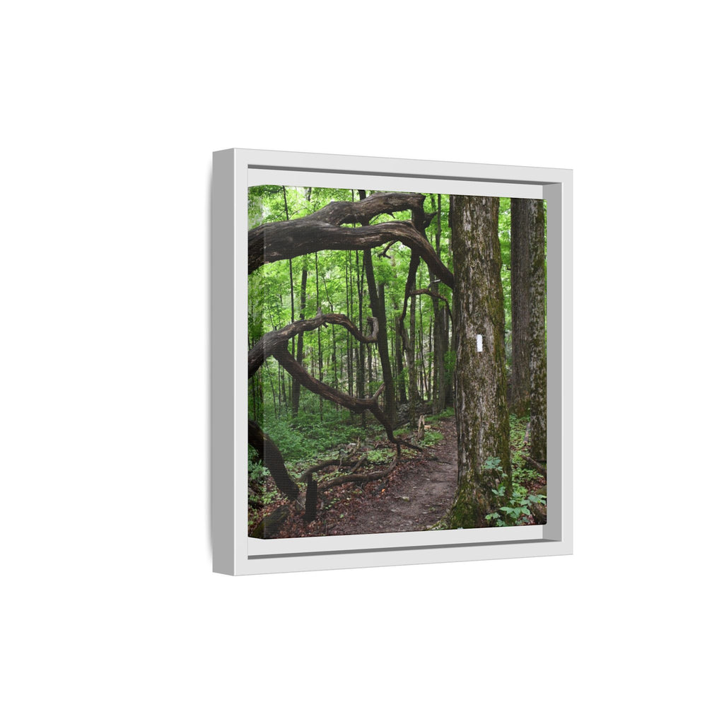 Framed Appalachian Trail Forest Canvas Print