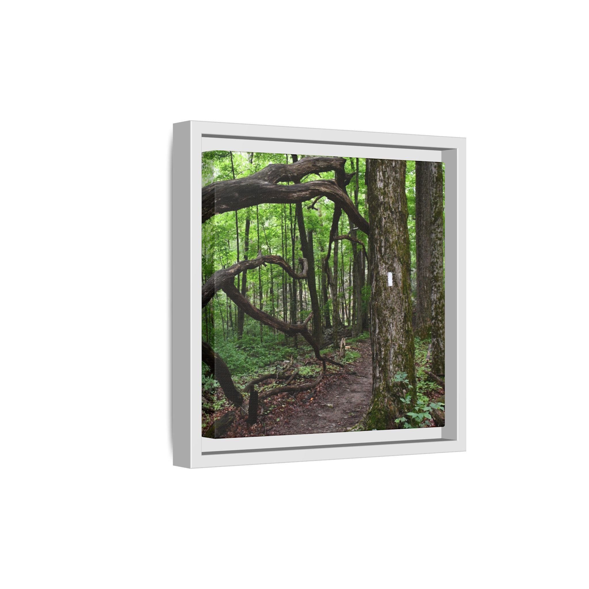 Framed Appalachian Trail Forest Canvas Print