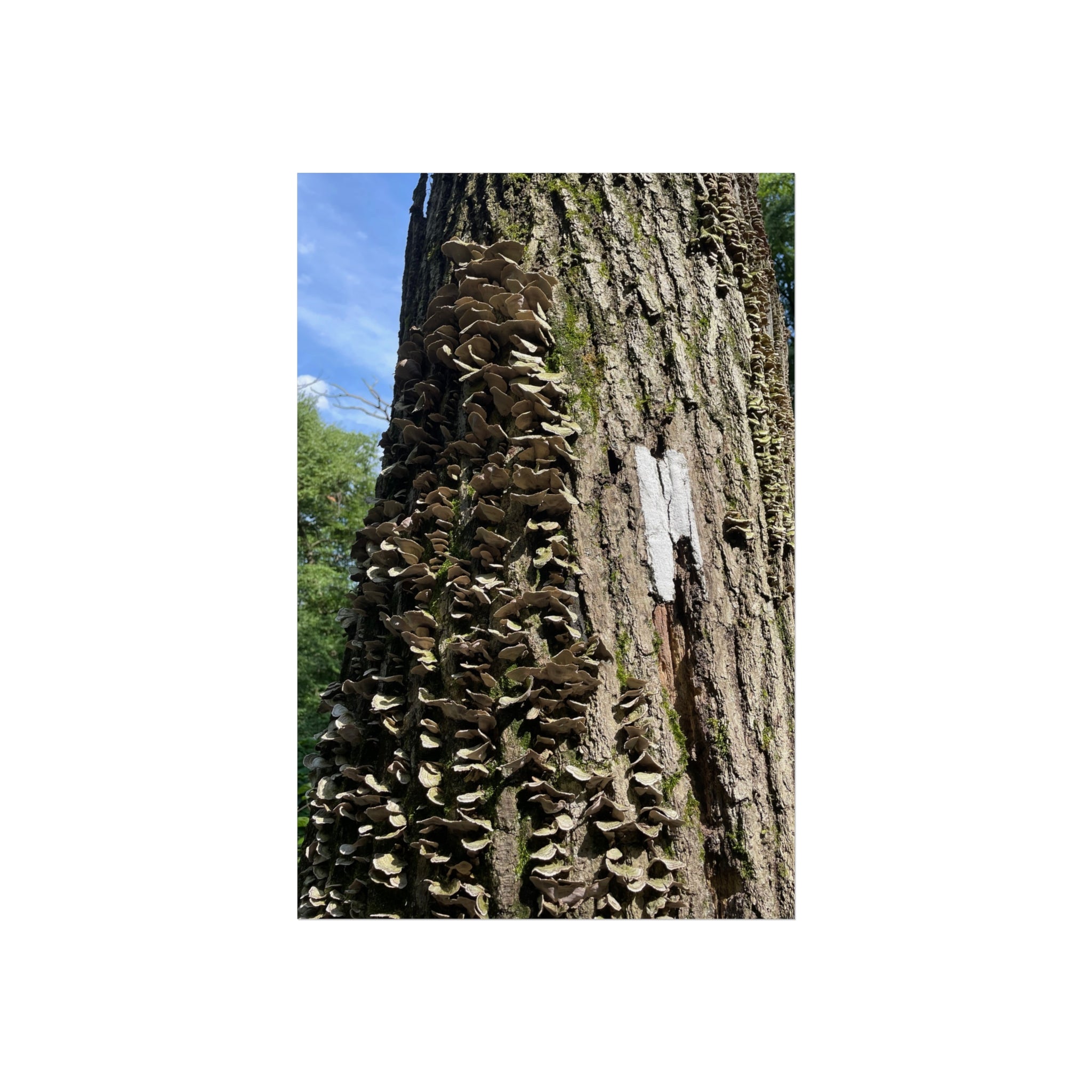 Appalachian Trail Blaze Poster (Multiple Sizes)