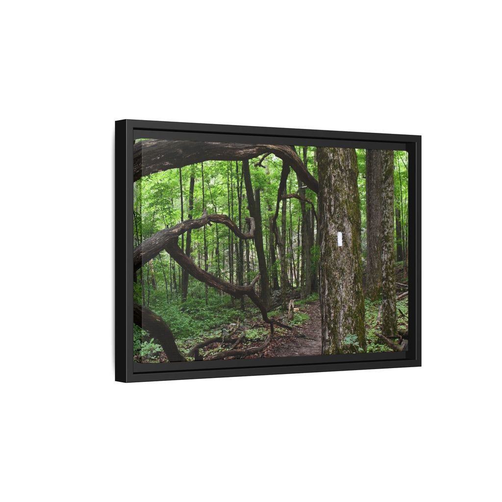 Framed Appalachian Trail Forest Canvas Print