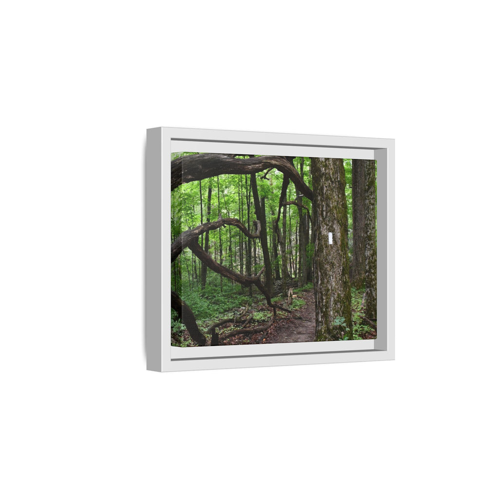 Framed Appalachian Trail Forest Canvas Print