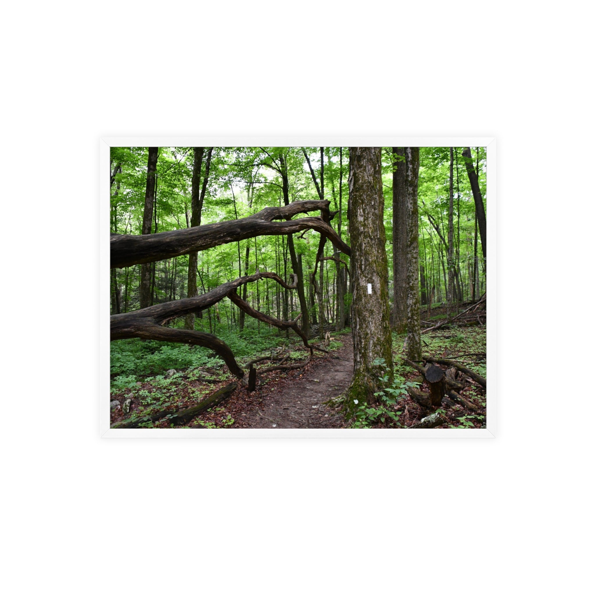 Appalachian Trail Blaze Framed Poster
