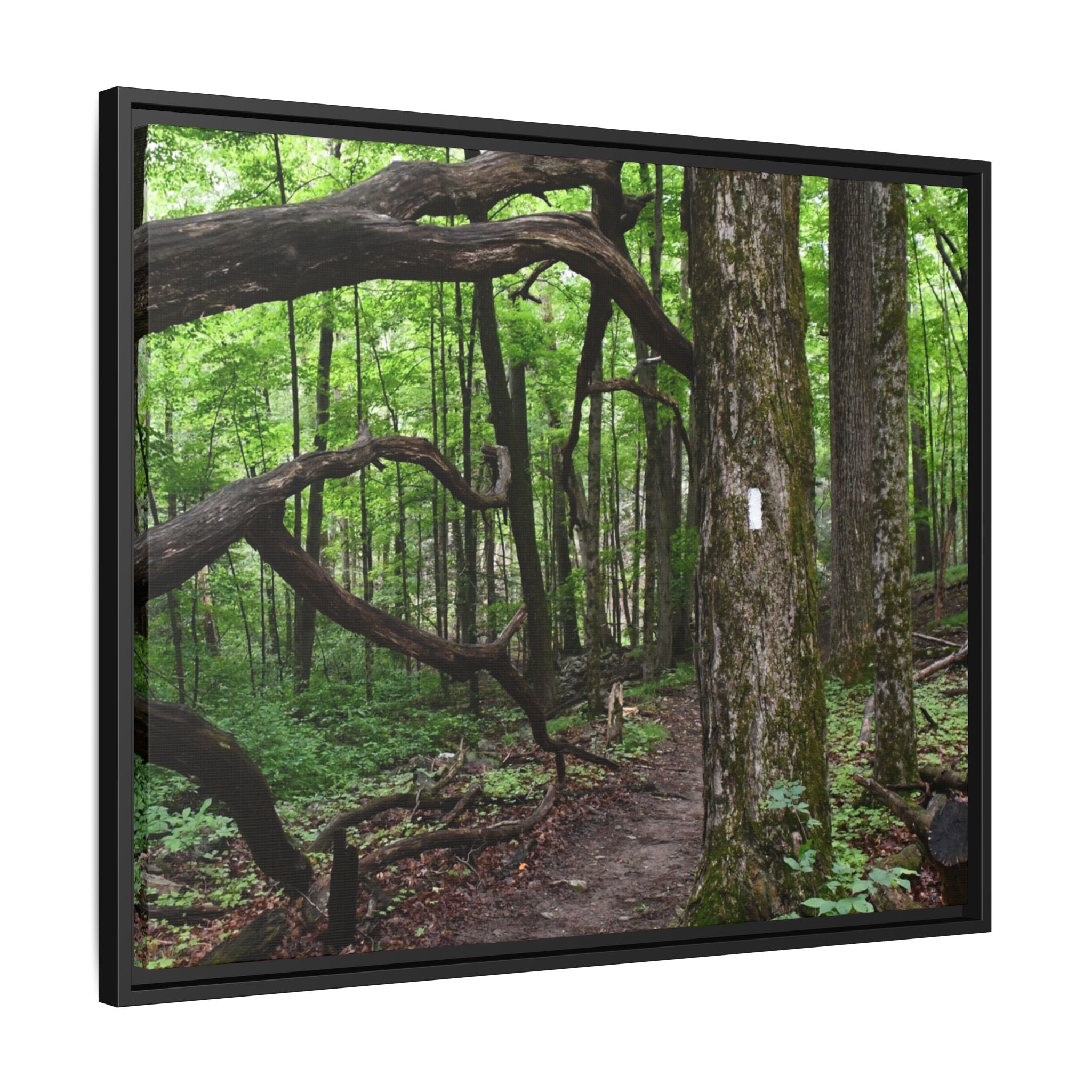 Framed Appalachian Trail Forest Canvas Print