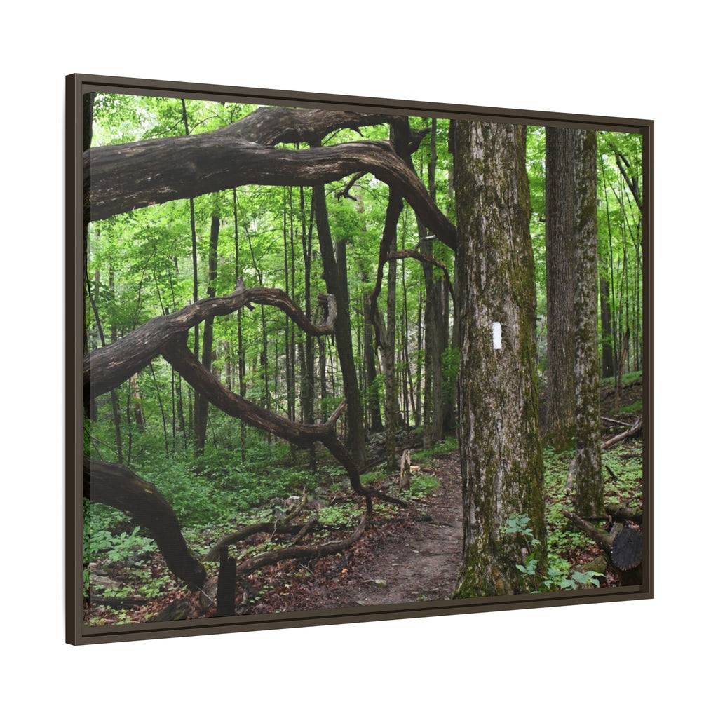 Framed Appalachian Trail Forest Canvas Print
