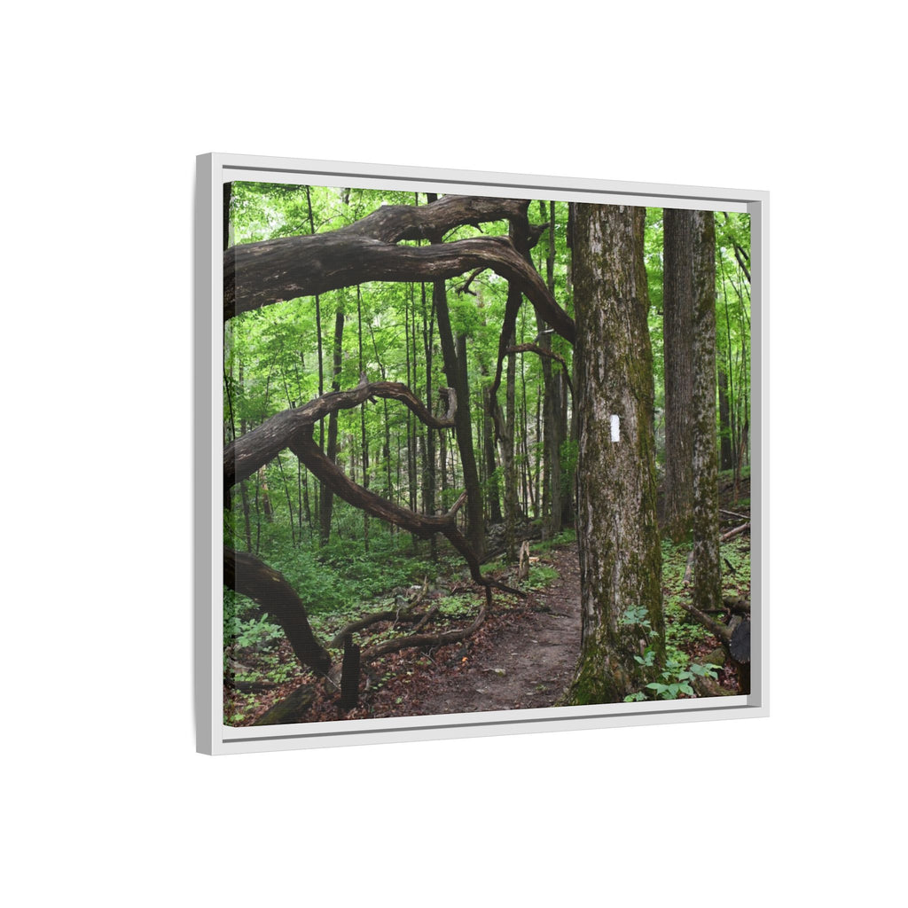 Framed Appalachian Trail Forest Canvas Print