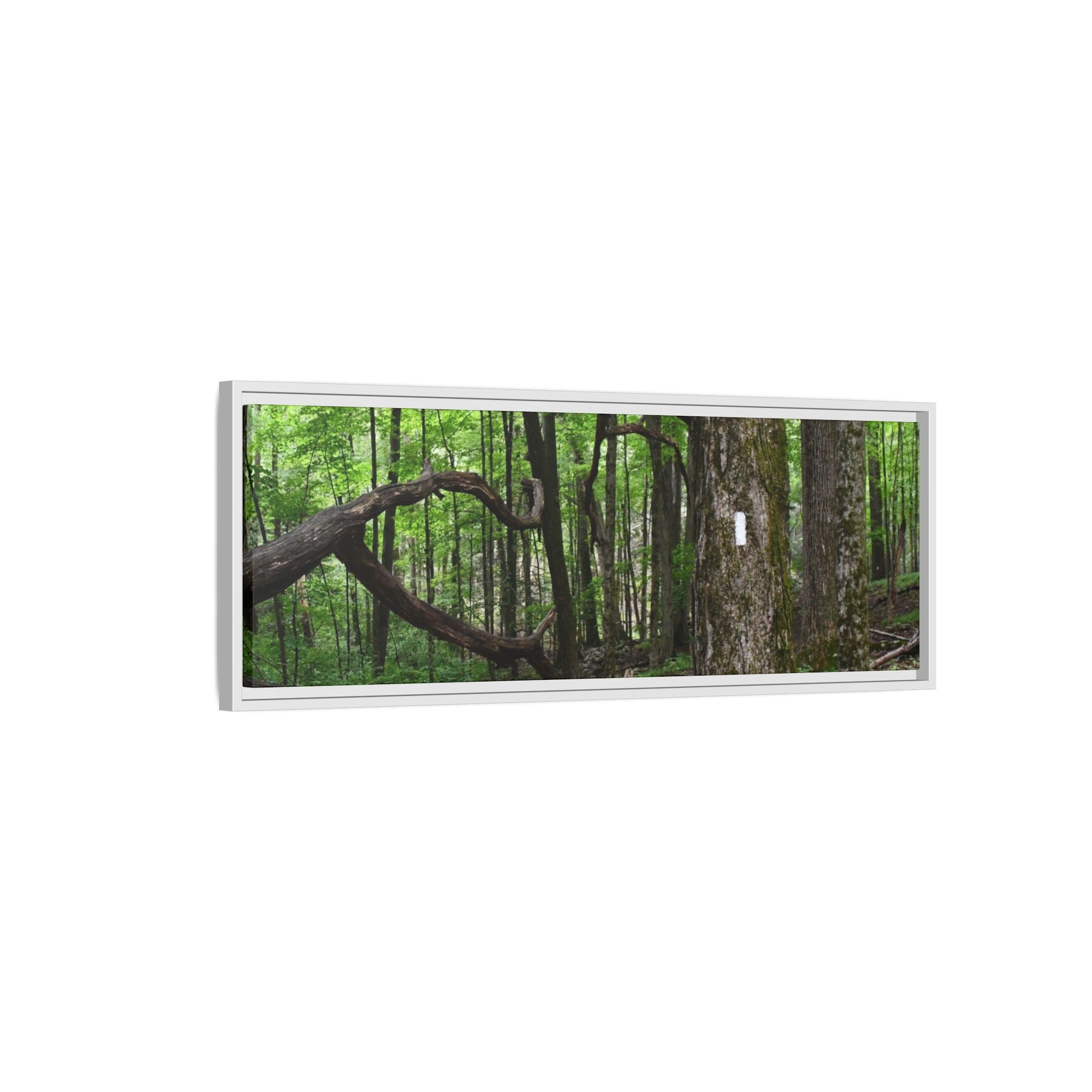 Framed Appalachian Trail Forest Canvas Print