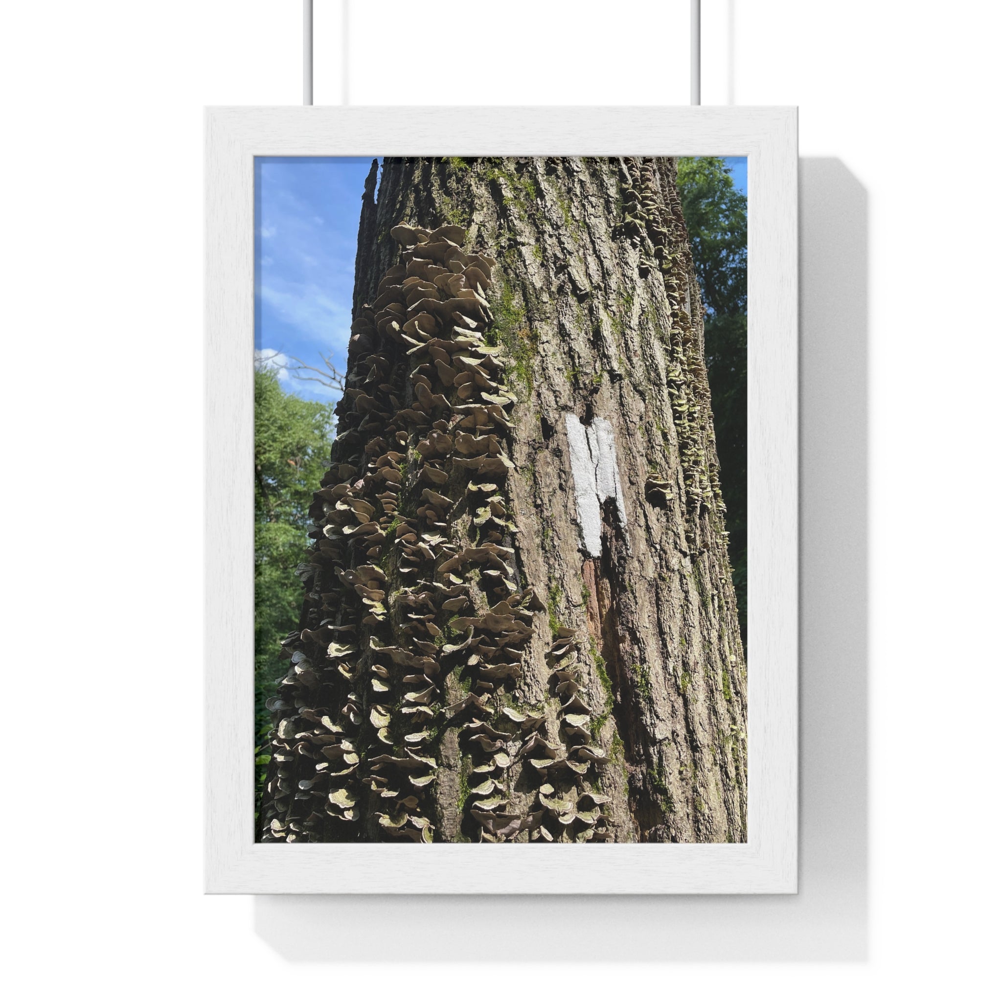Appalachian Trail Tree Trunk + Mushroom Framed Poster