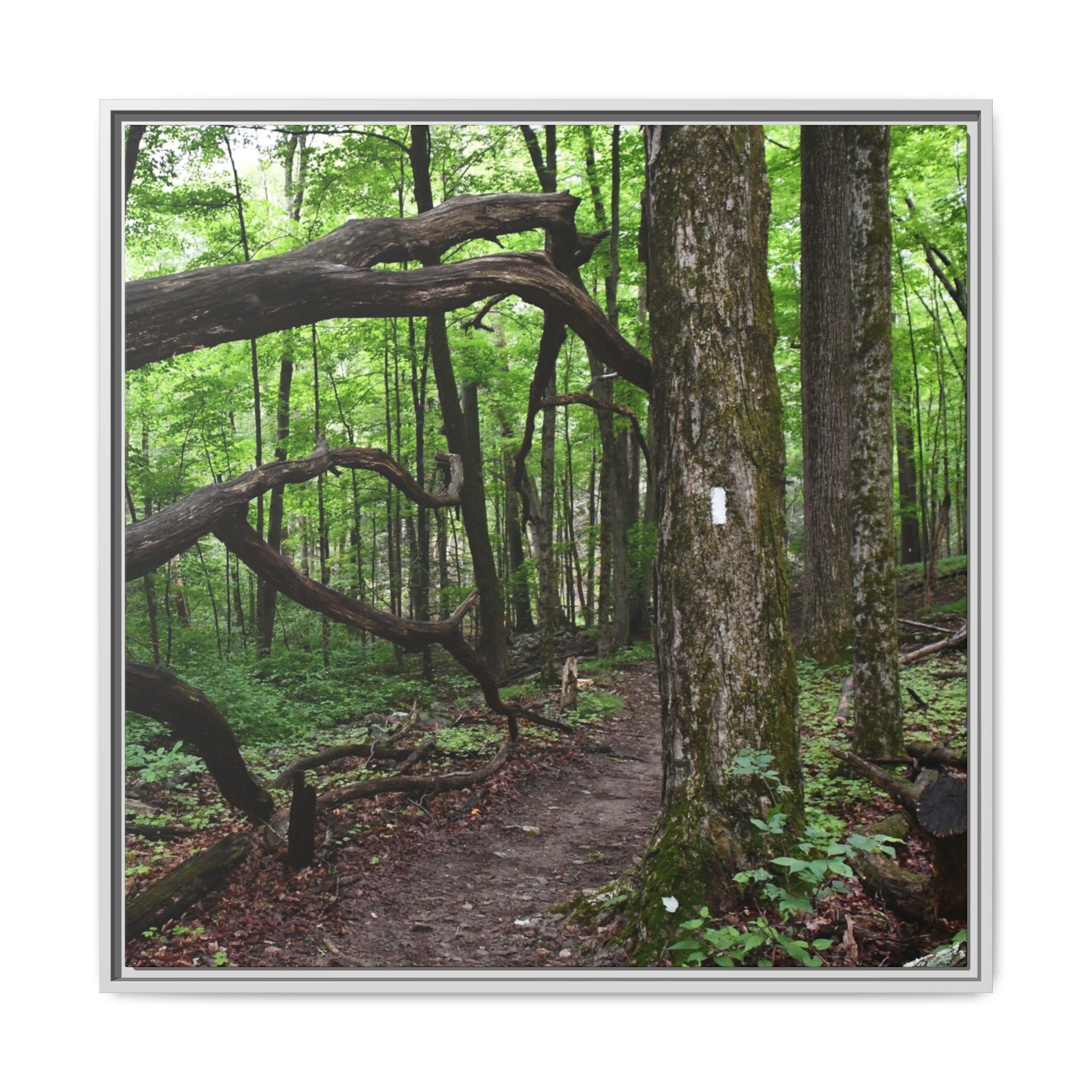 Framed Appalachian Trail Forest Canvas Print