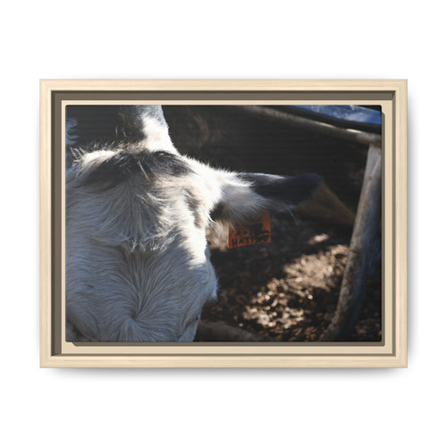 "Hattie the Cow" Matte Canvas