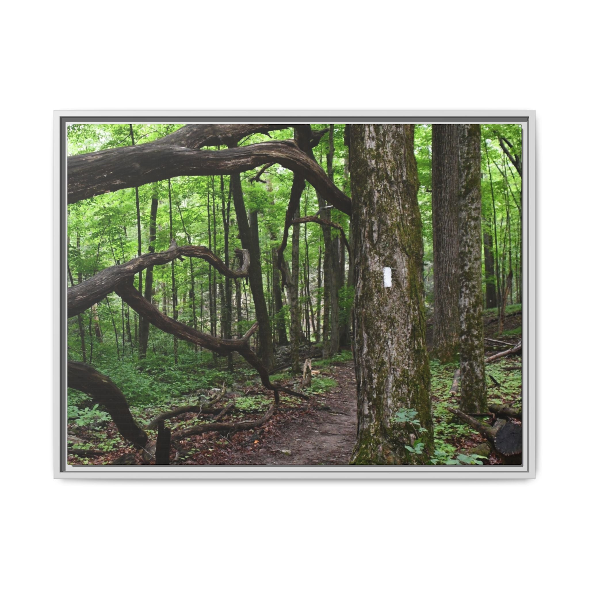 Framed Appalachian Trail Forest Canvas Print