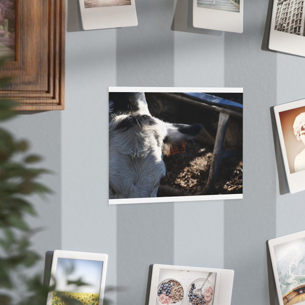 "Hattie the Cow" Print