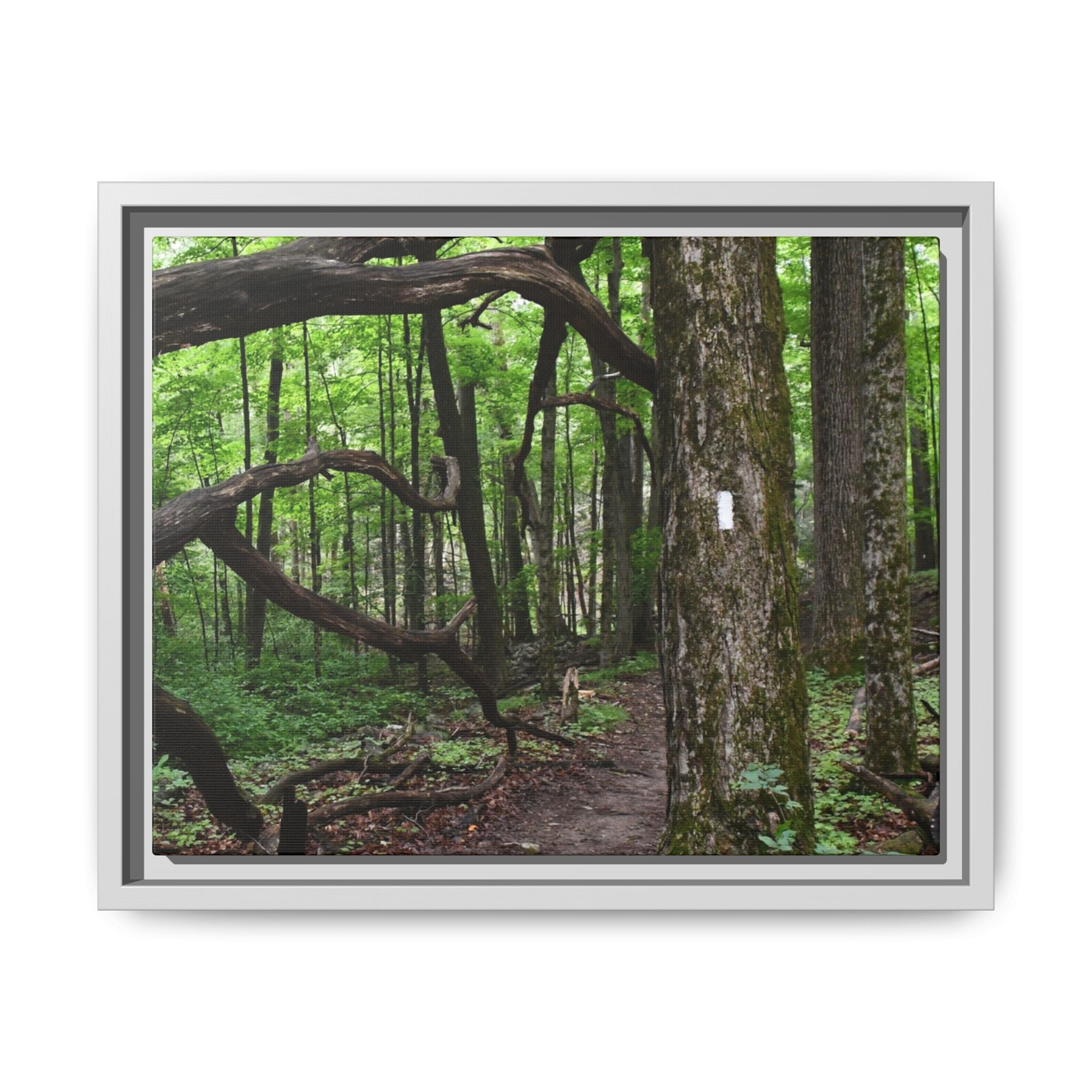Framed Appalachian Trail Forest Canvas Print
