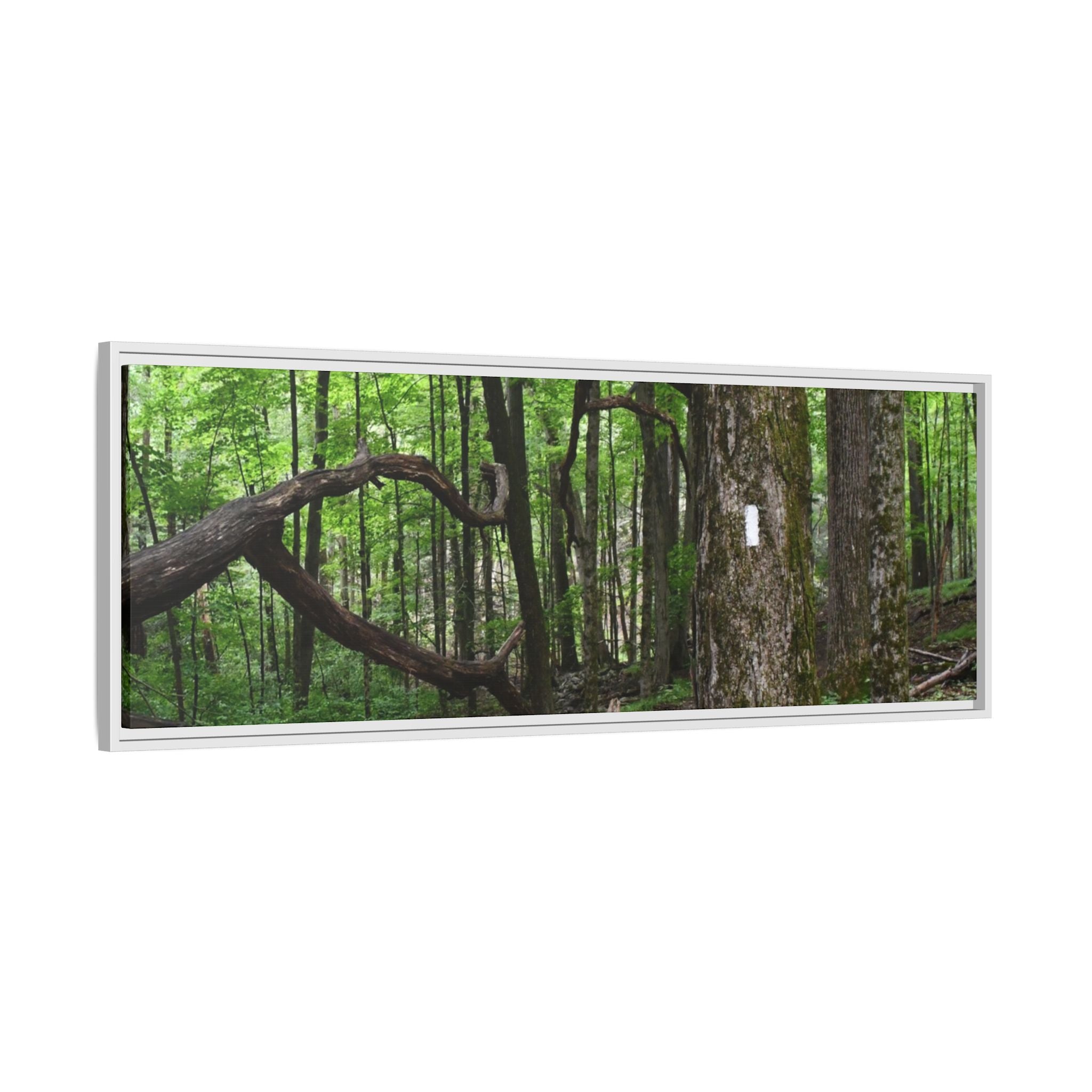 Framed Appalachian Trail Forest Canvas Print