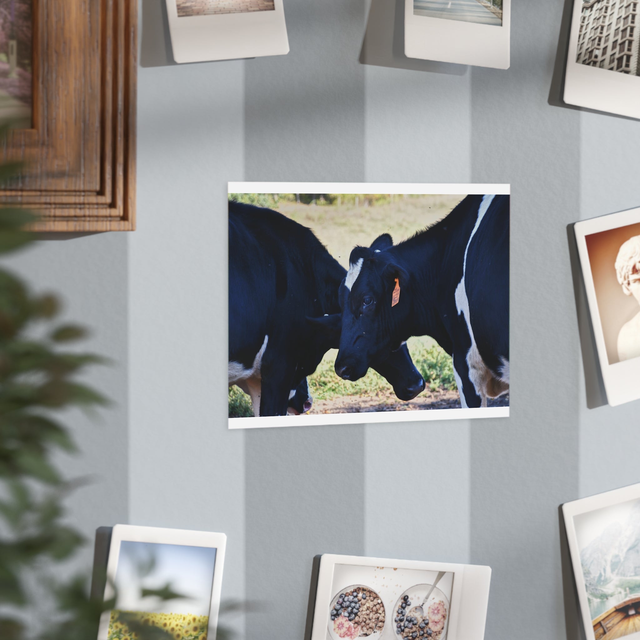 "Tilted Cow" Photo Print