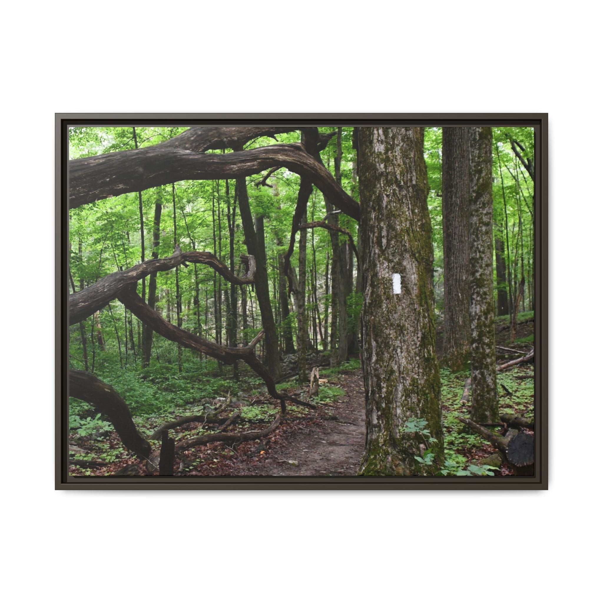 Framed Appalachian Trail Forest Canvas Print