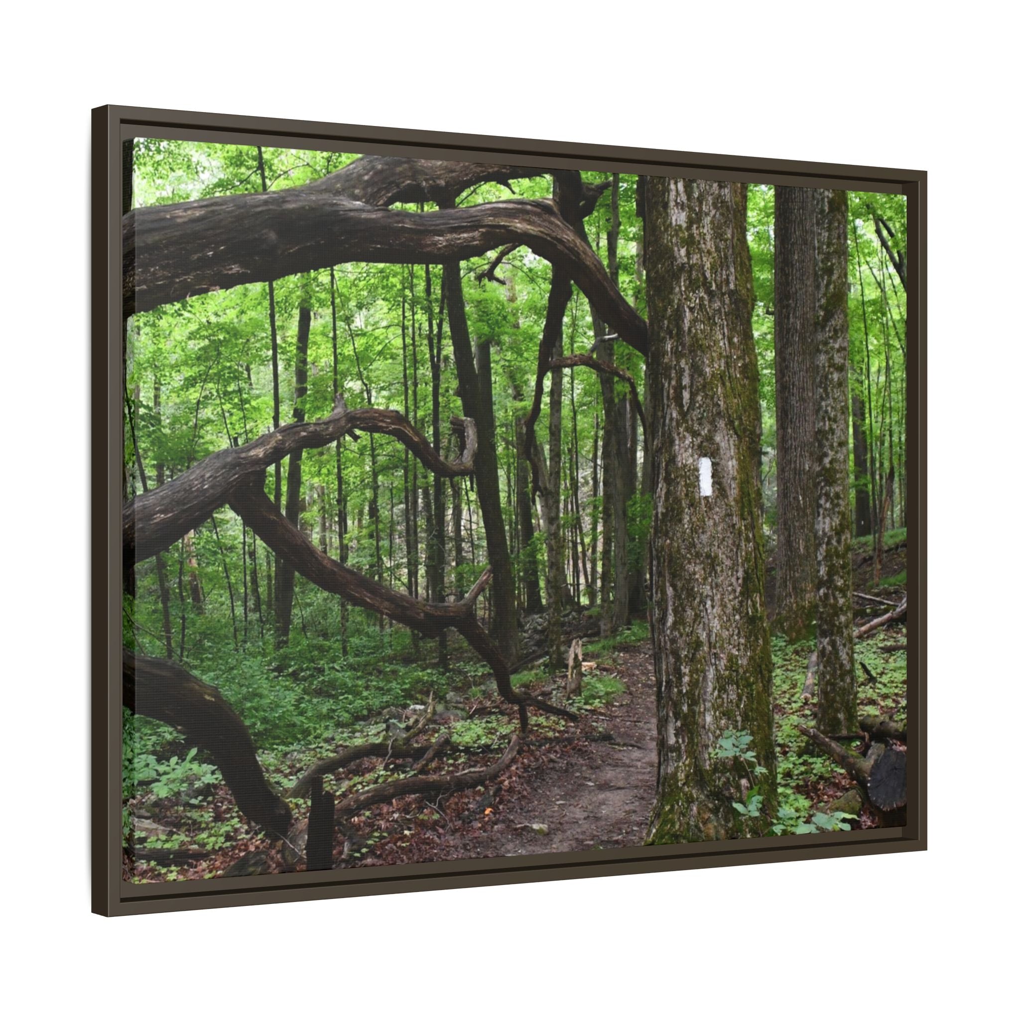 Framed Appalachian Trail Forest Canvas Print