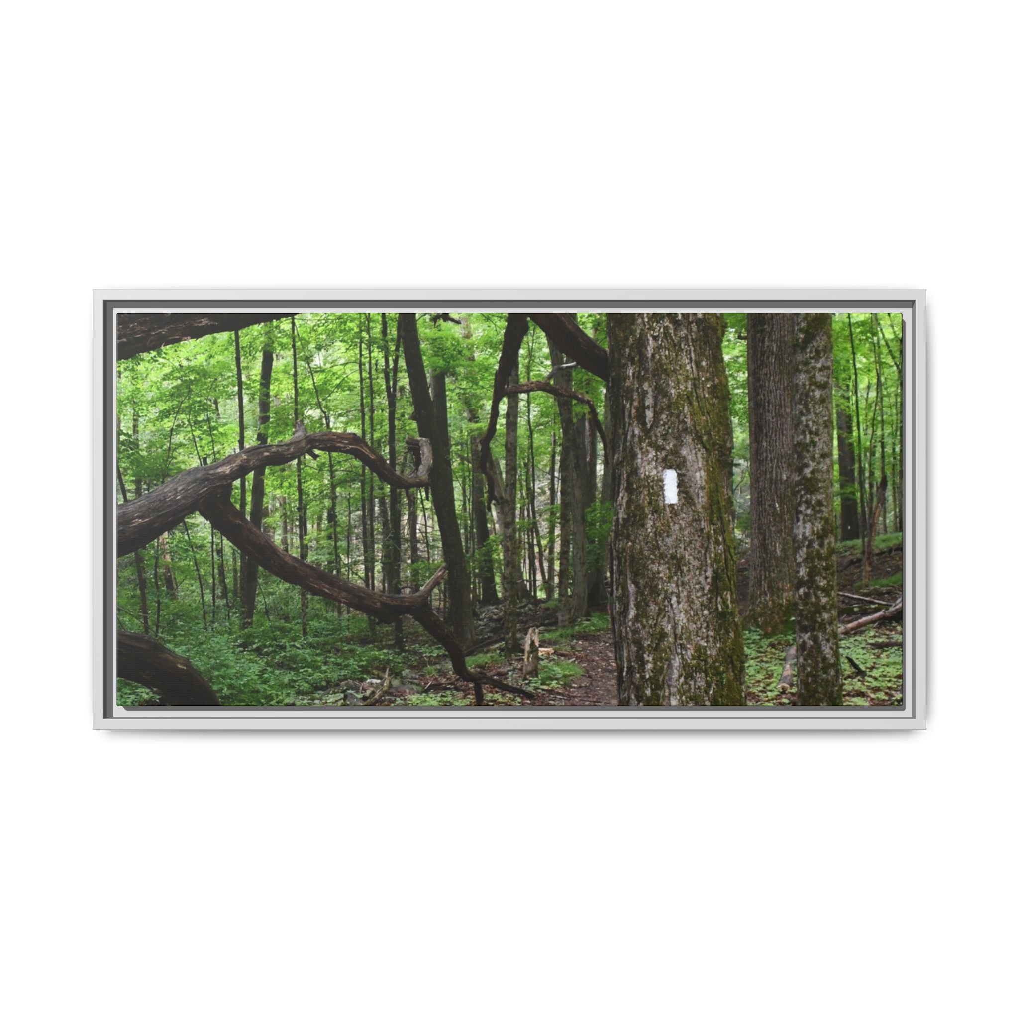 Framed Appalachian Trail Forest Canvas Print