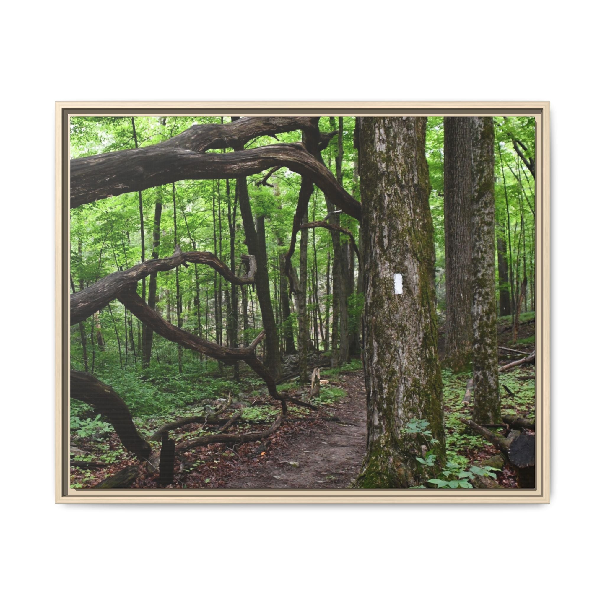 Framed Appalachian Trail Forest Canvas Print