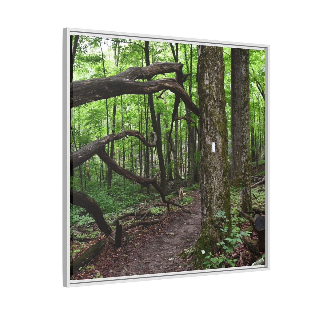Framed Appalachian Trail Forest Canvas Print