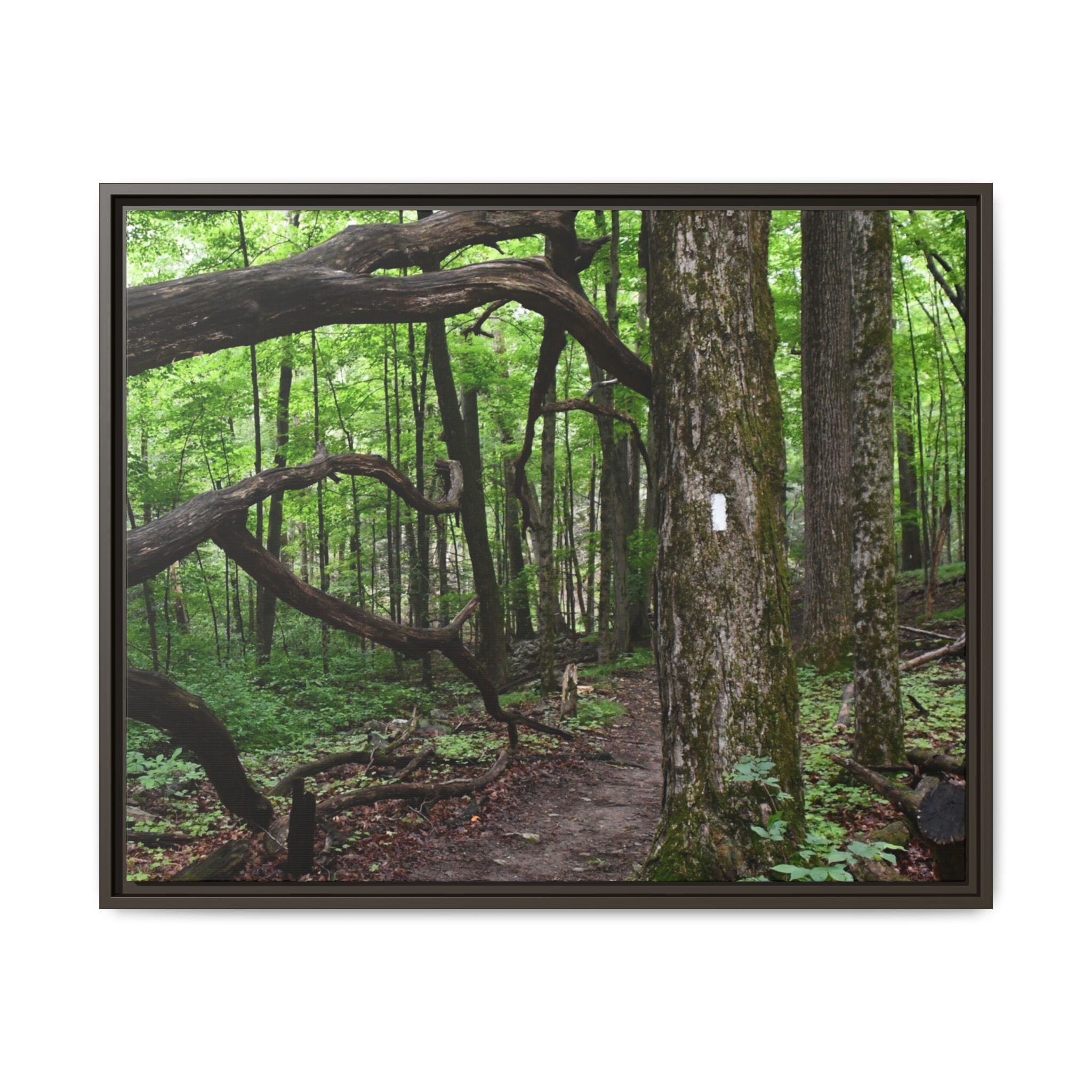Framed Appalachian Trail Forest Canvas Print