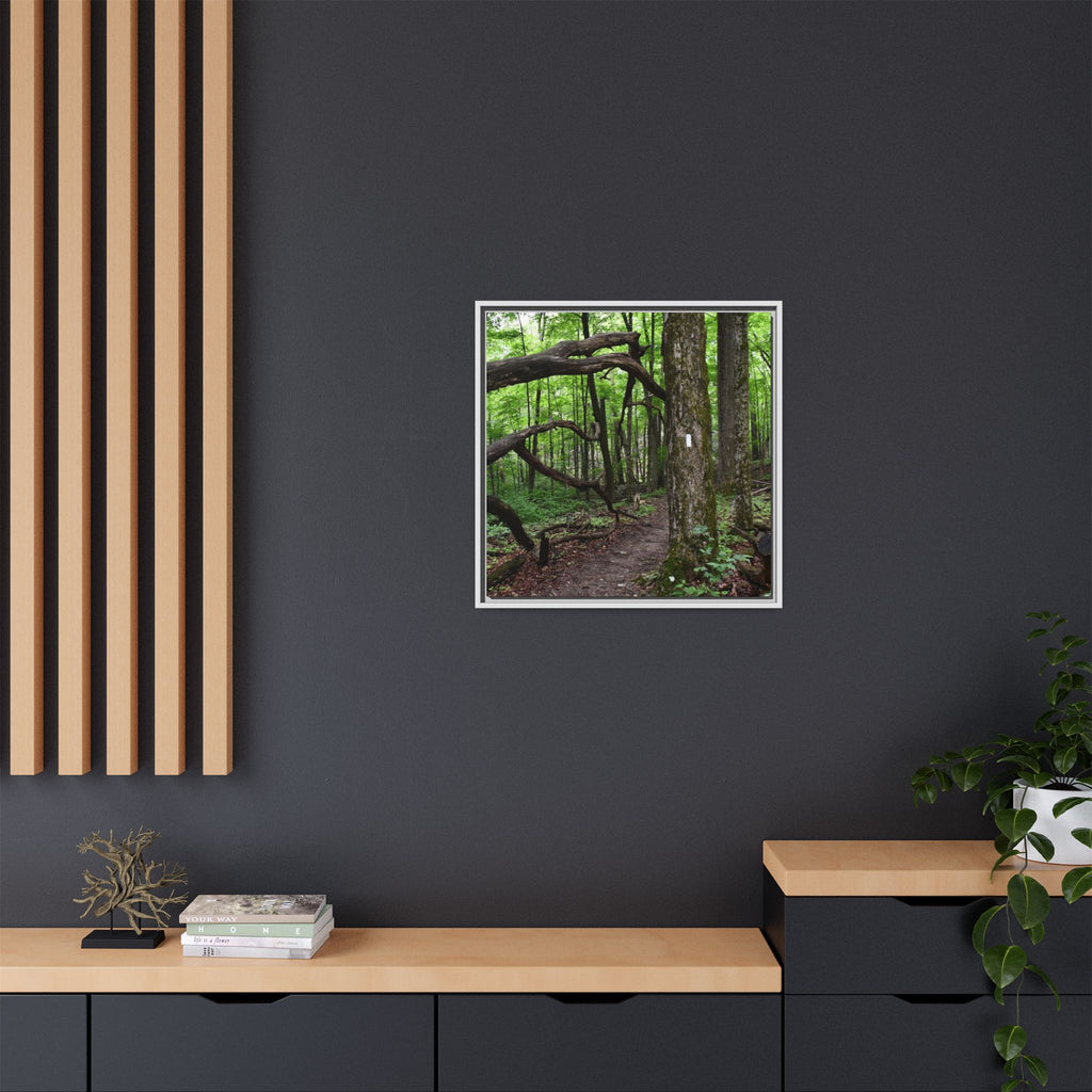 Framed Appalachian Trail Forest Canvas Print