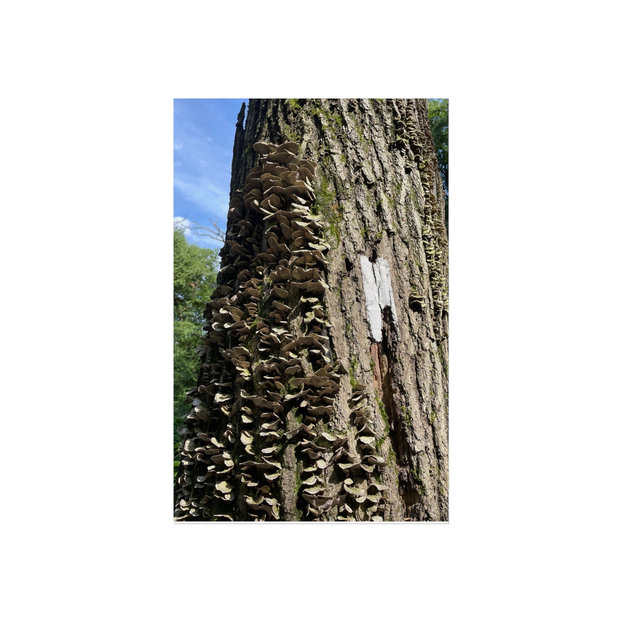 Appalachian Trail Blaze Poster (Multiple Sizes)