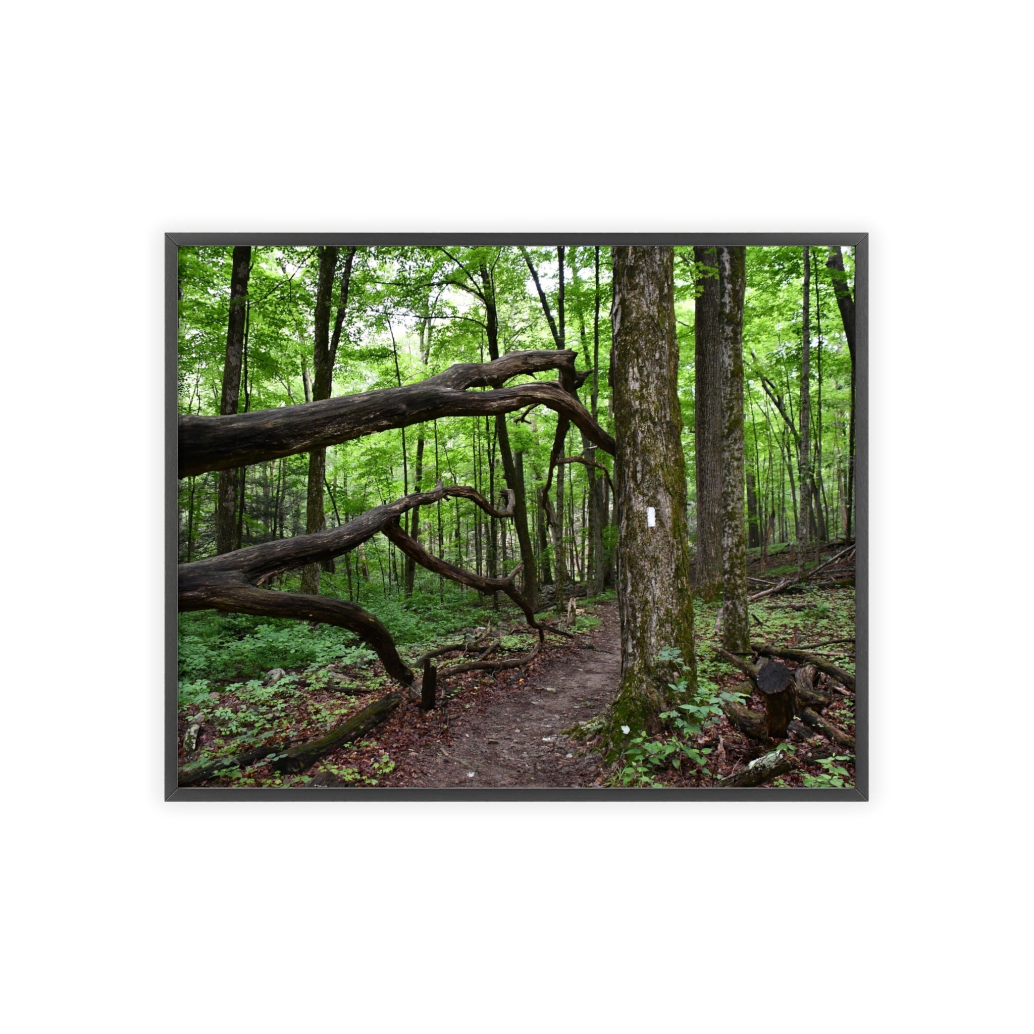 Appalachian Trail Blaze Framed Poster