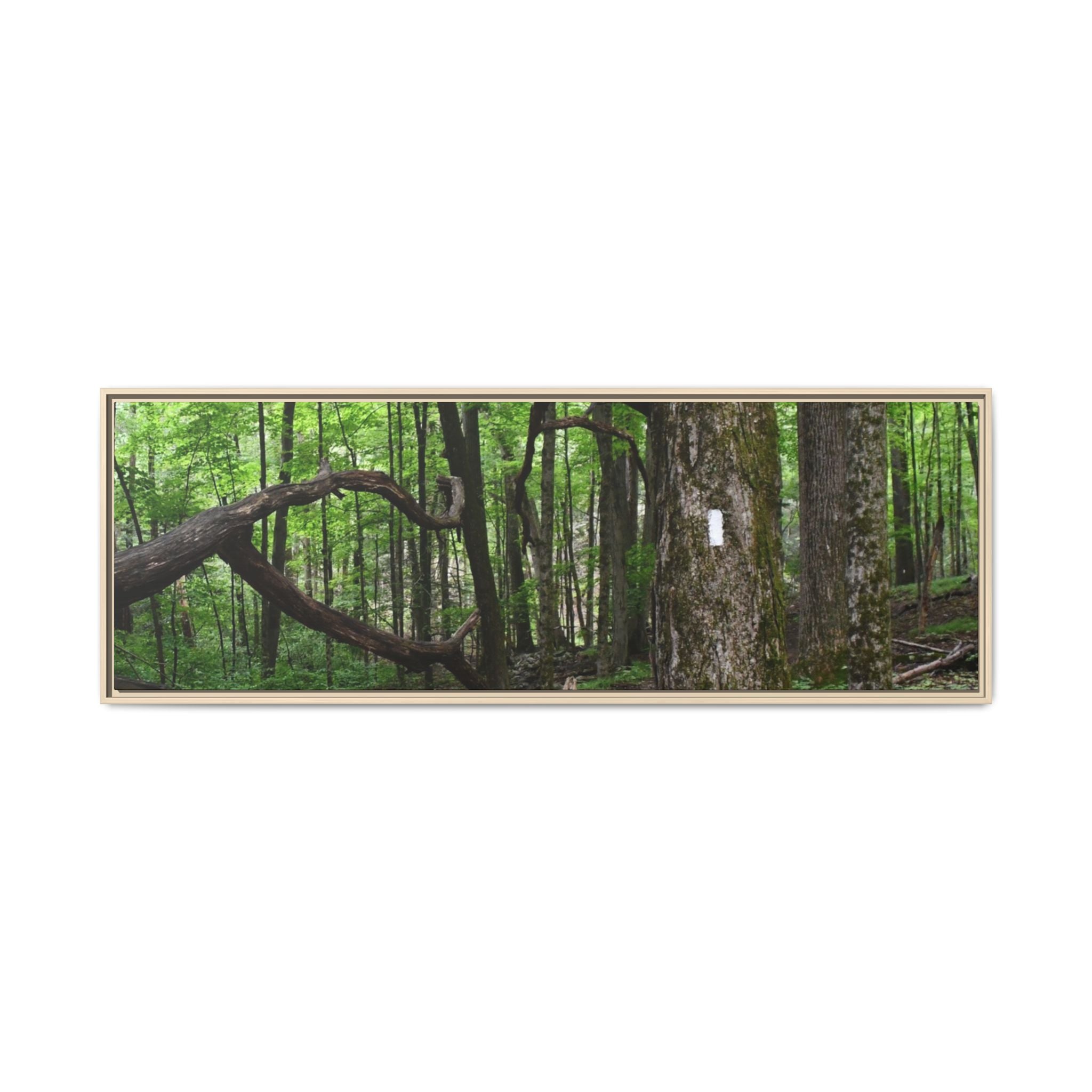 Framed Appalachian Trail Forest Canvas Print