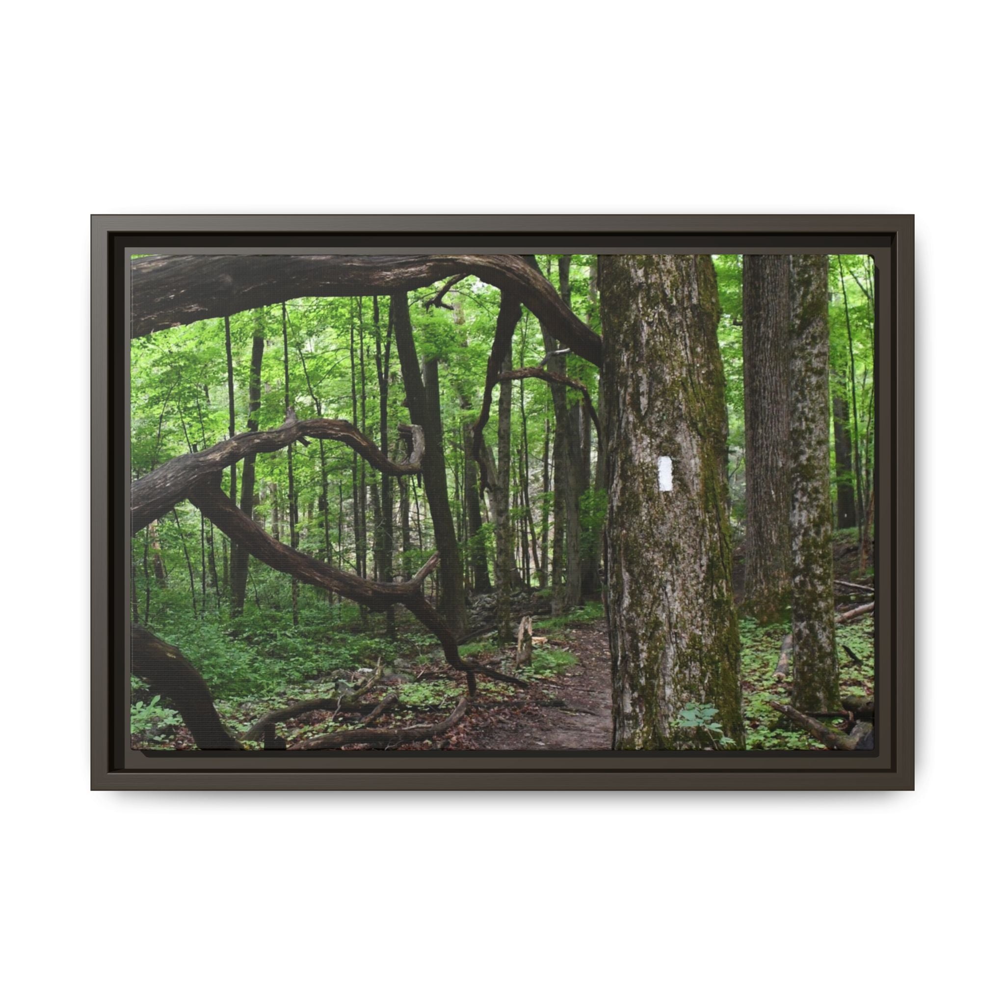 Framed Appalachian Trail Forest Canvas Print