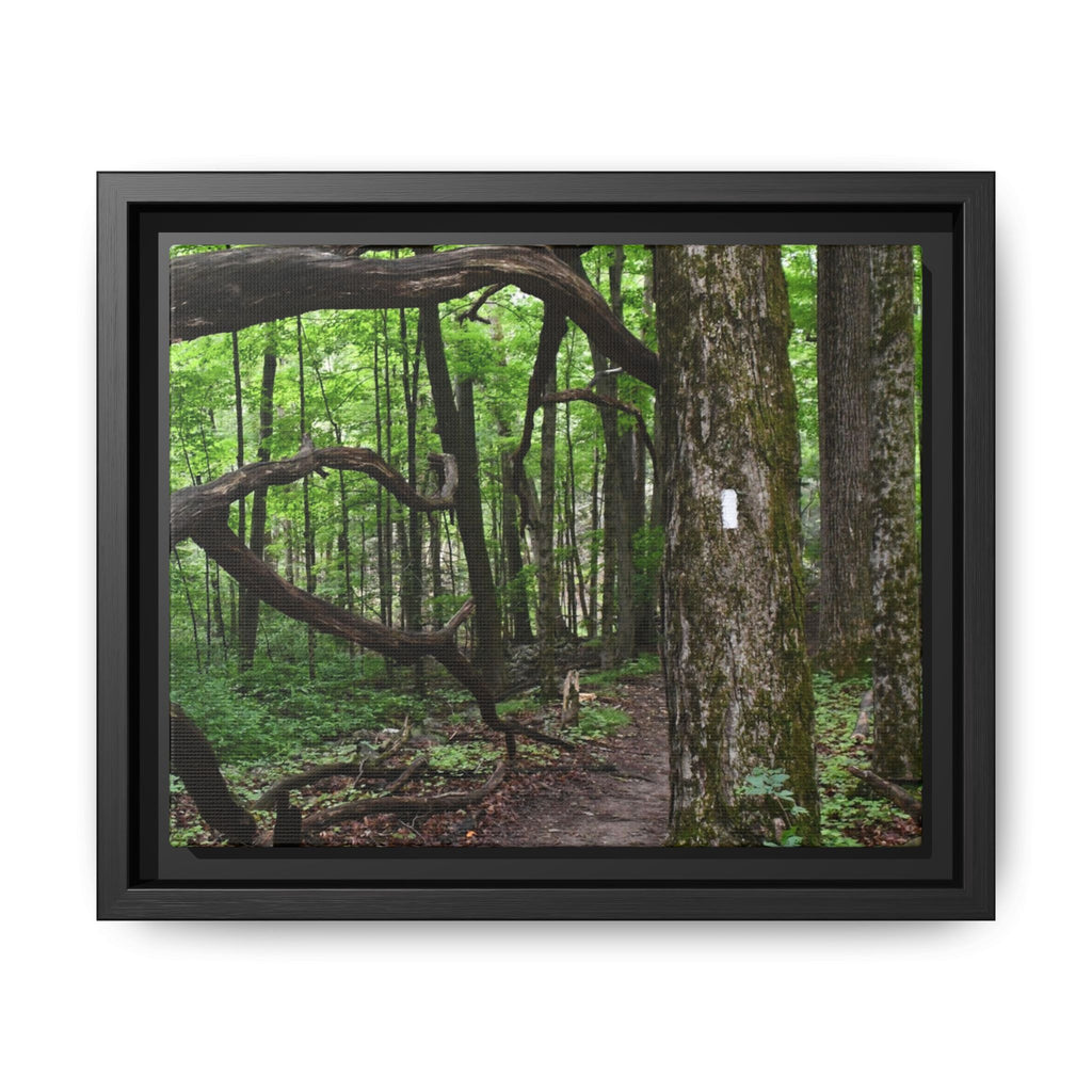 Framed Appalachian Trail Forest Canvas Print