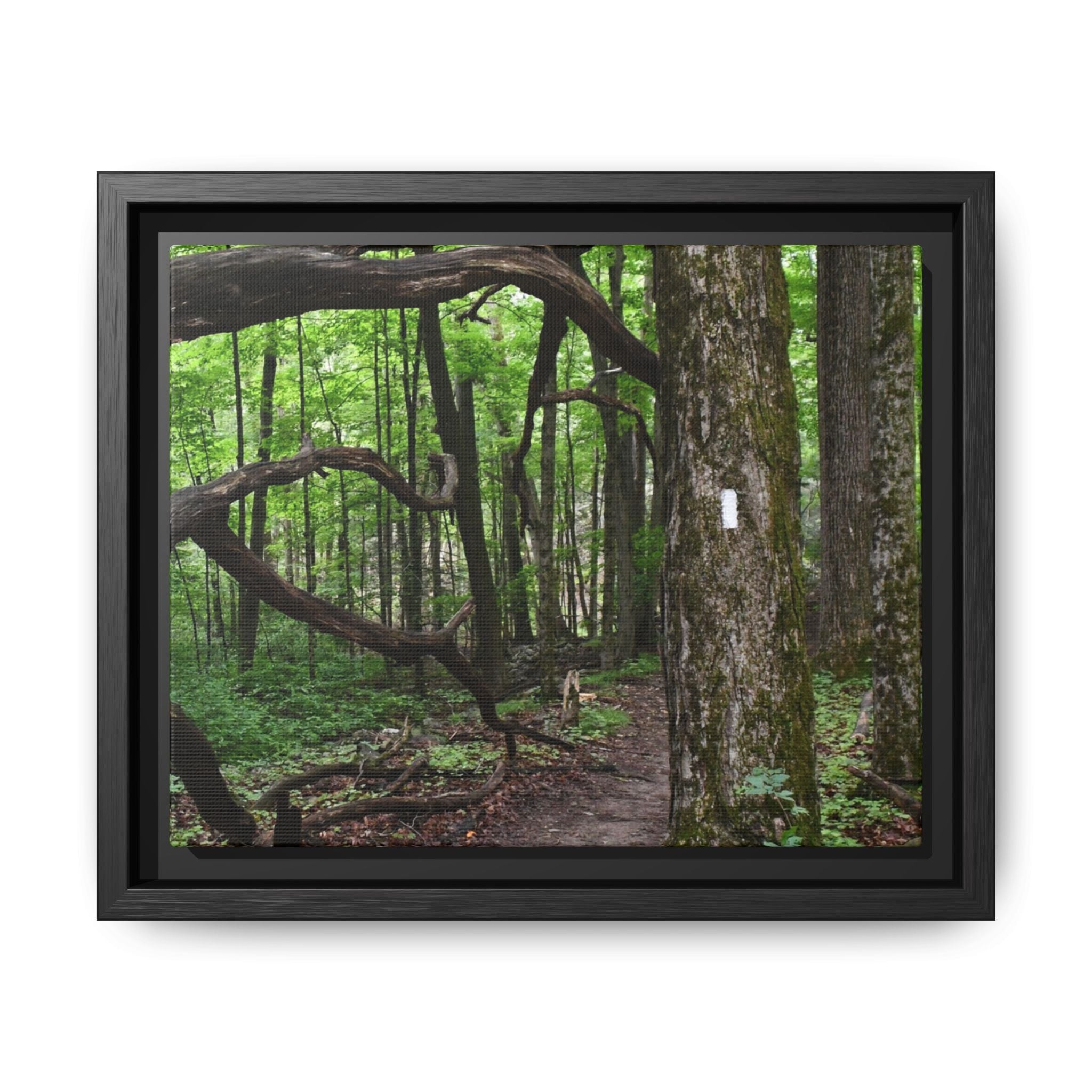 Framed Appalachian Trail Forest Canvas Print