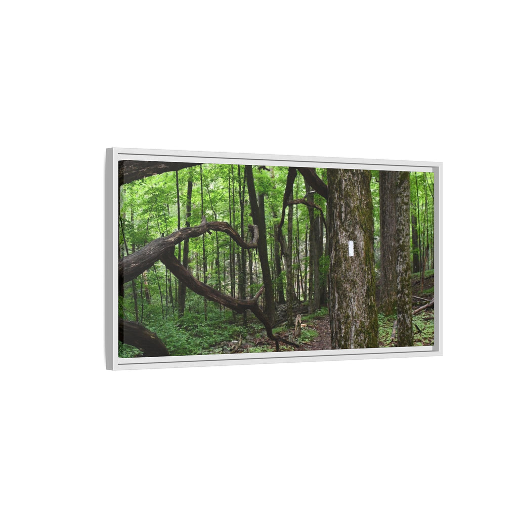 Framed Appalachian Trail Forest Canvas Print