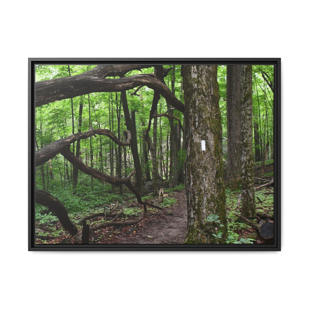 Framed Appalachian Trail Forest Canvas Print